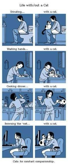 Sharing My Cat's Adventures on Imgur: A Feline Journey