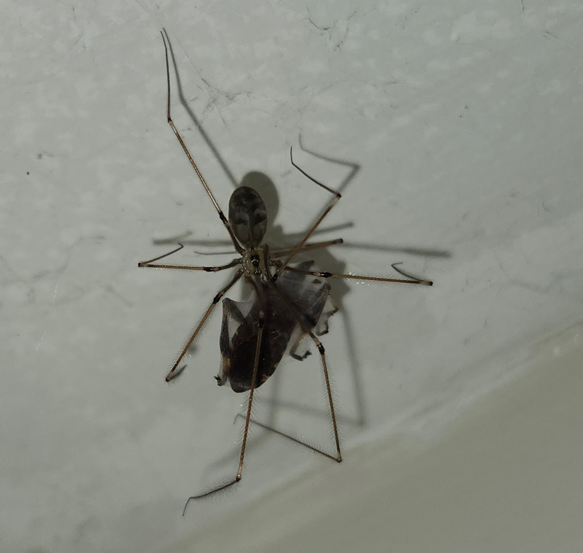 The bathroom spider is on duty!