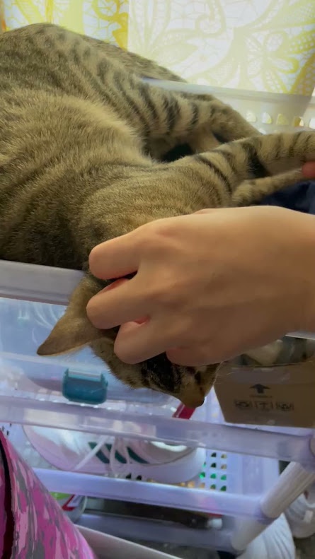 Yet Another Cute Cat Adventure