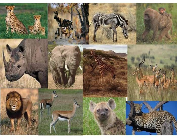 A Day at the Zoo: An Adventure Awaits
