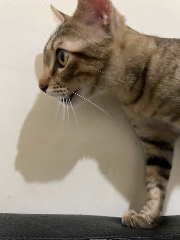 The Adorable Cat Chronicles