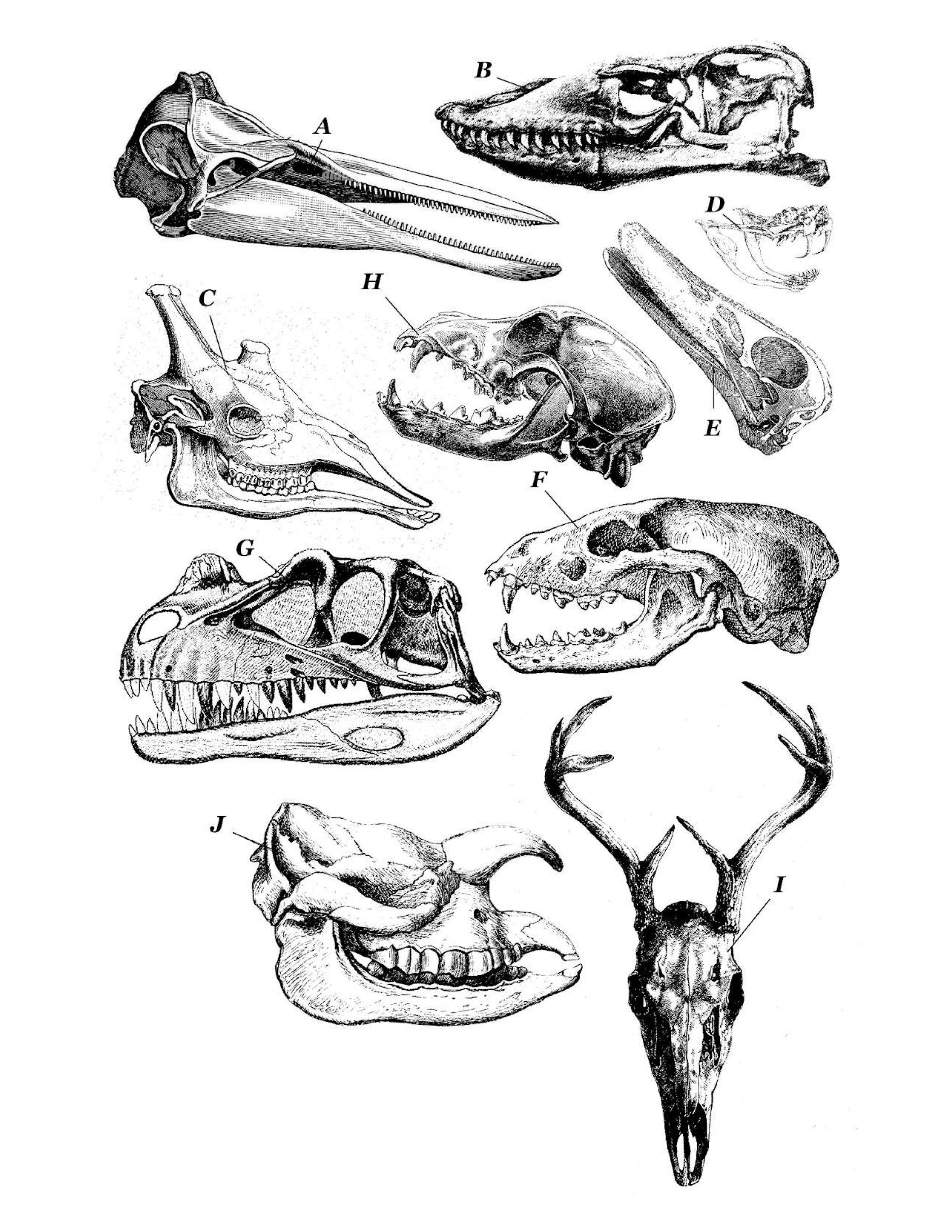 Get ready for the DYC 2024/10 Picture Round: BONE TO BE WILD!
