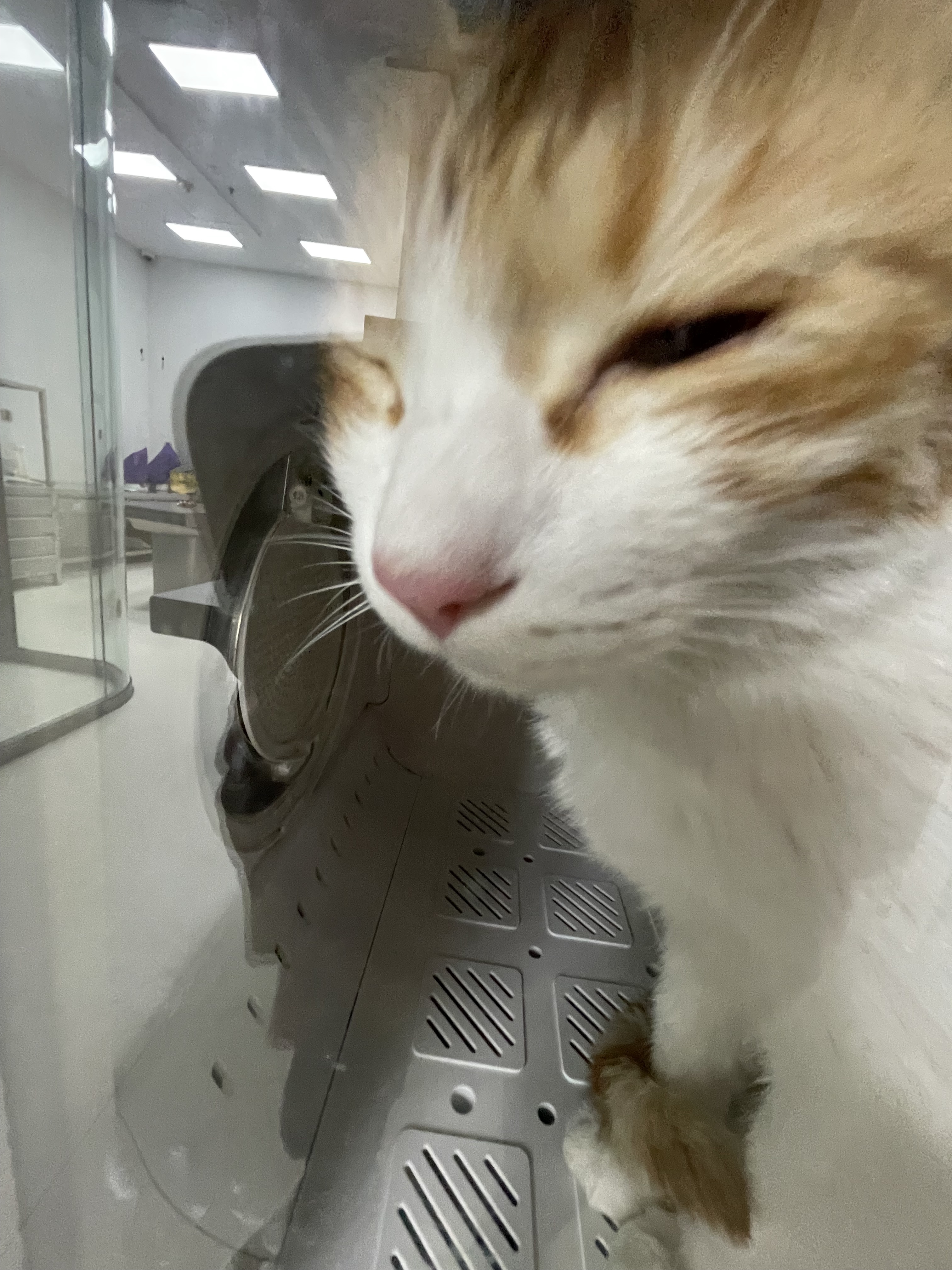 CATS GALORE: The Feline Frenzy