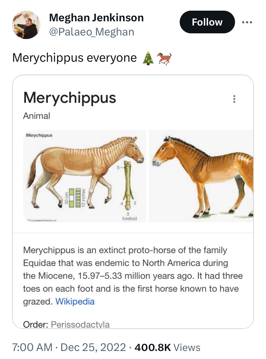 Merychippus is here, folks!