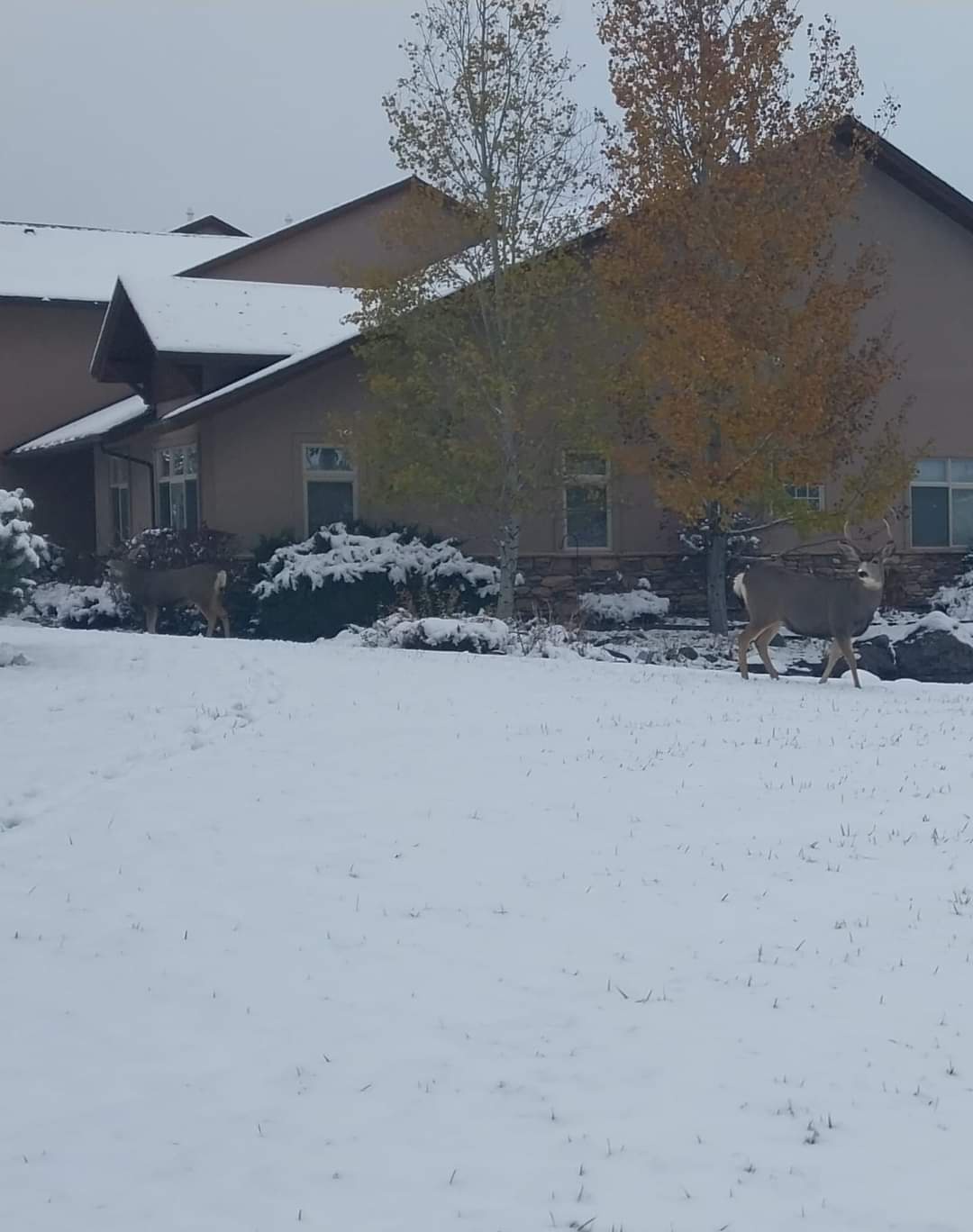 Where the Bucks Hide: The Secrets of Hunting Season