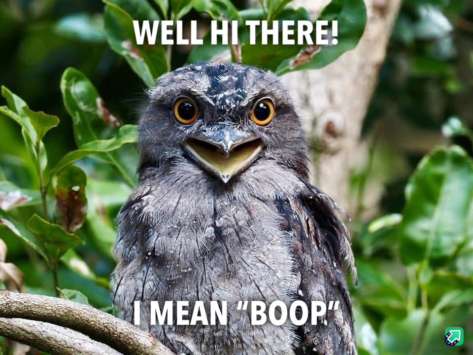 Meet Tawny, the Adorable 'Muppet' Frogmouth