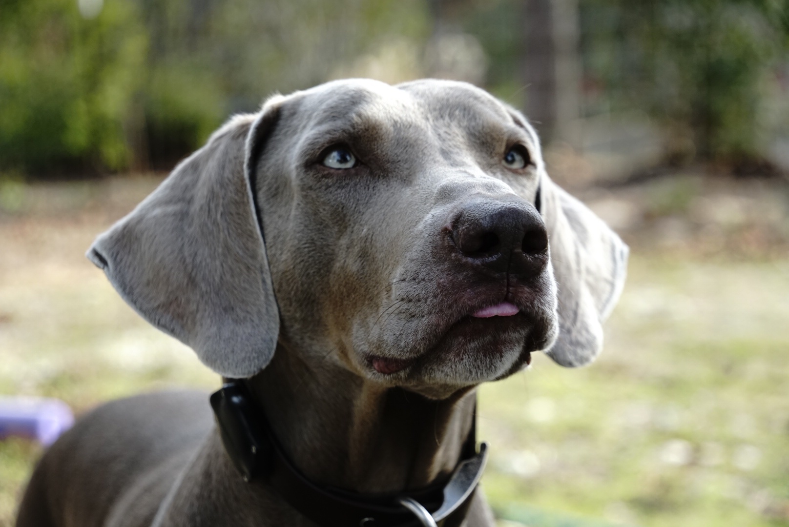 Meet Siggy: The Adorable Star of the Show