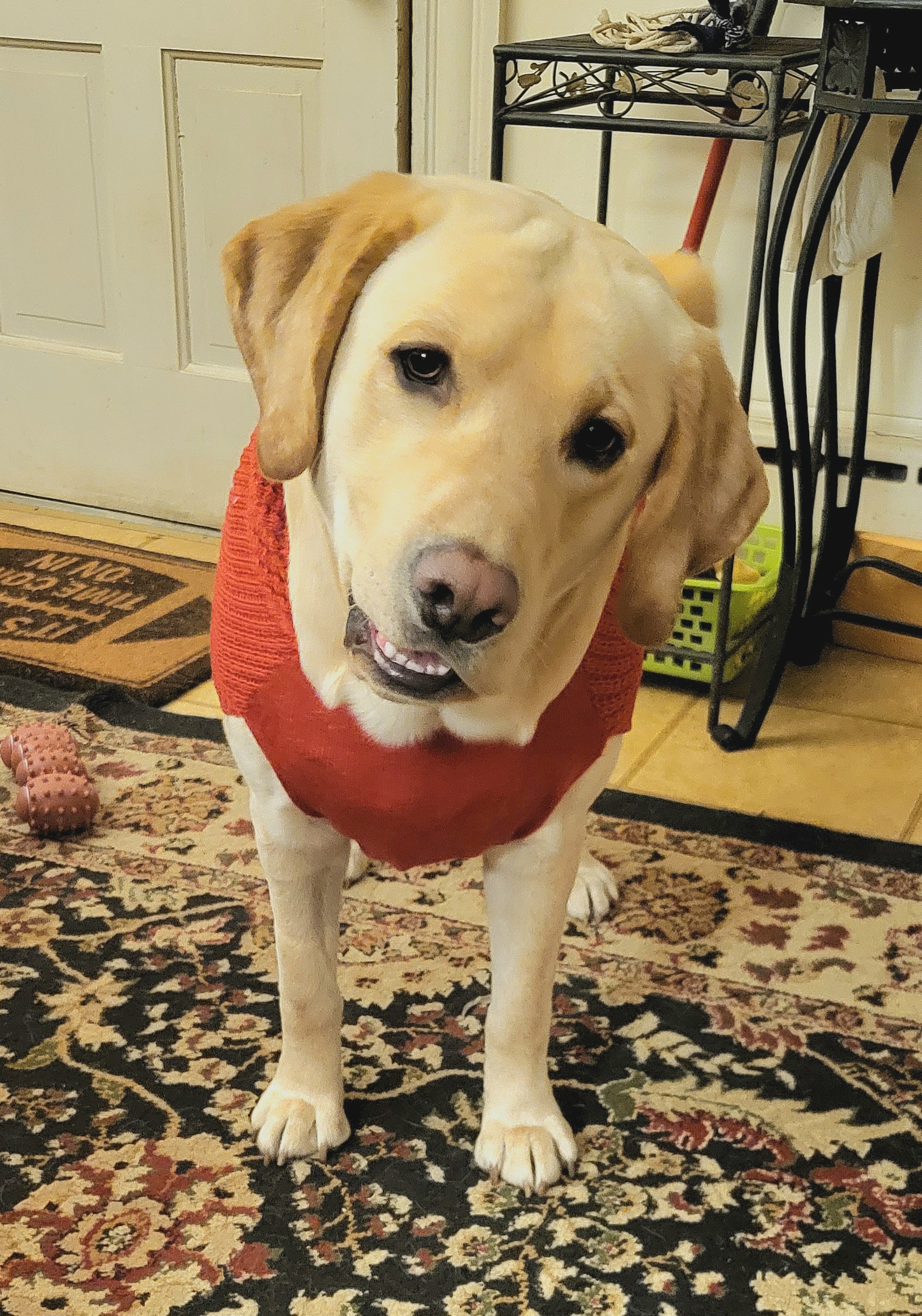 Owsley's adorable new Christmas sweater - isn't he just the cutest on four wheels?