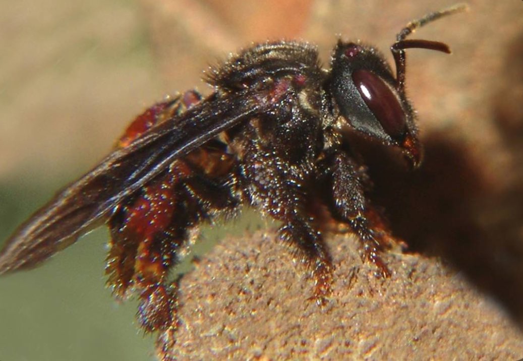 Fascinated by the Meat-Eating Bee: The Unique Species That Produces Meat Honey