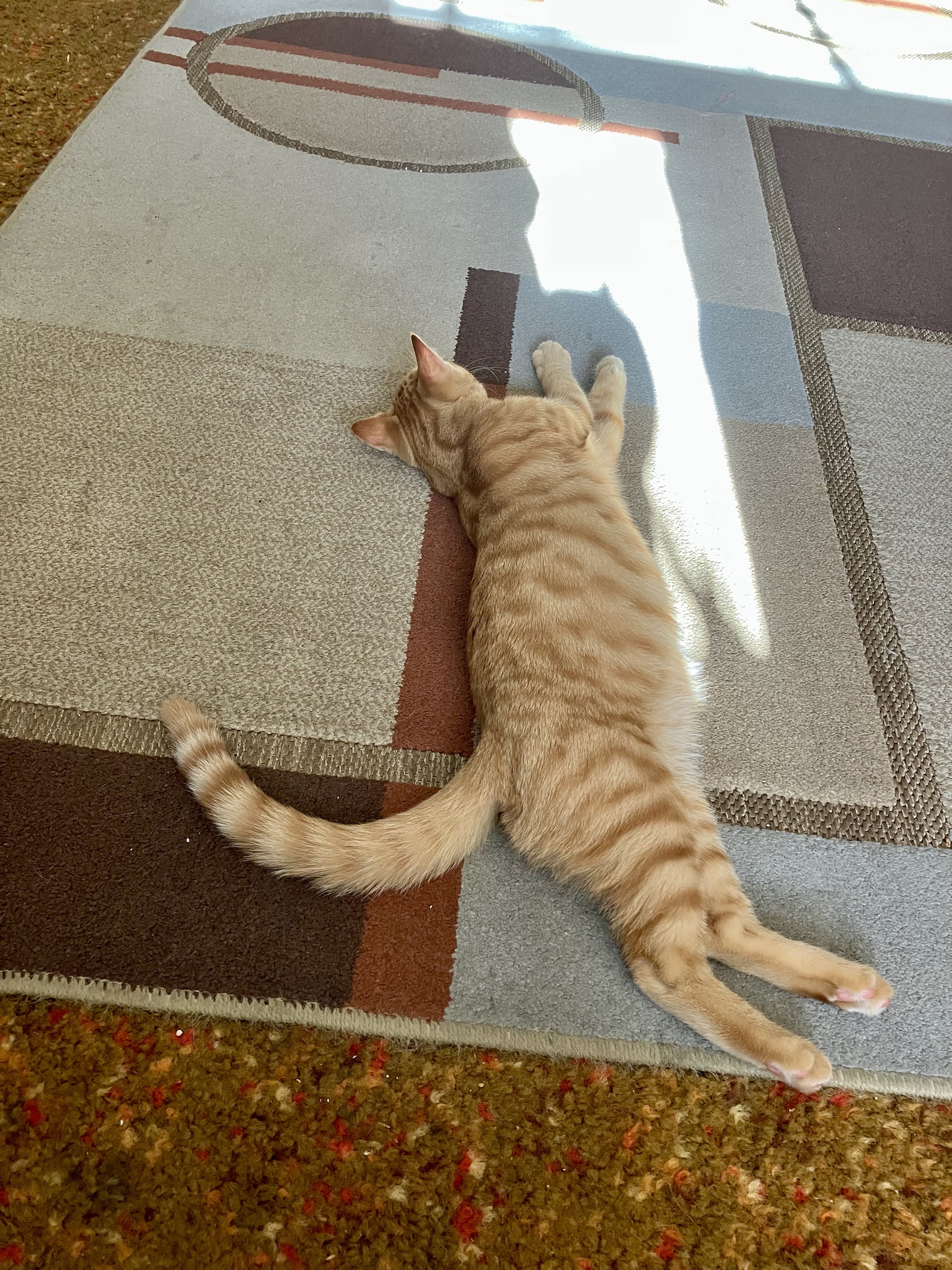 Mr. Sassy Pants Aubrey: The Art of Relaxation