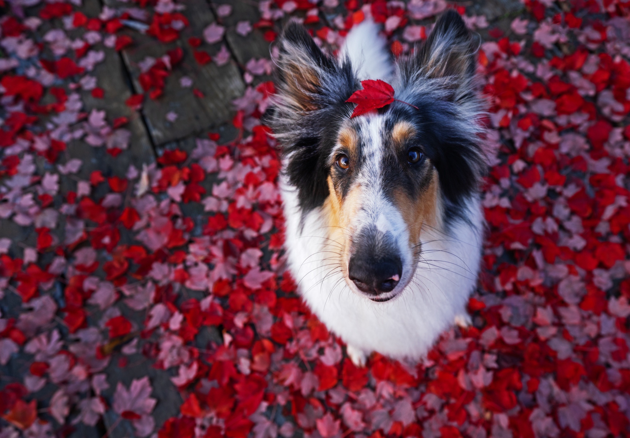 Rainier's Impressive Leaf Balancing Act