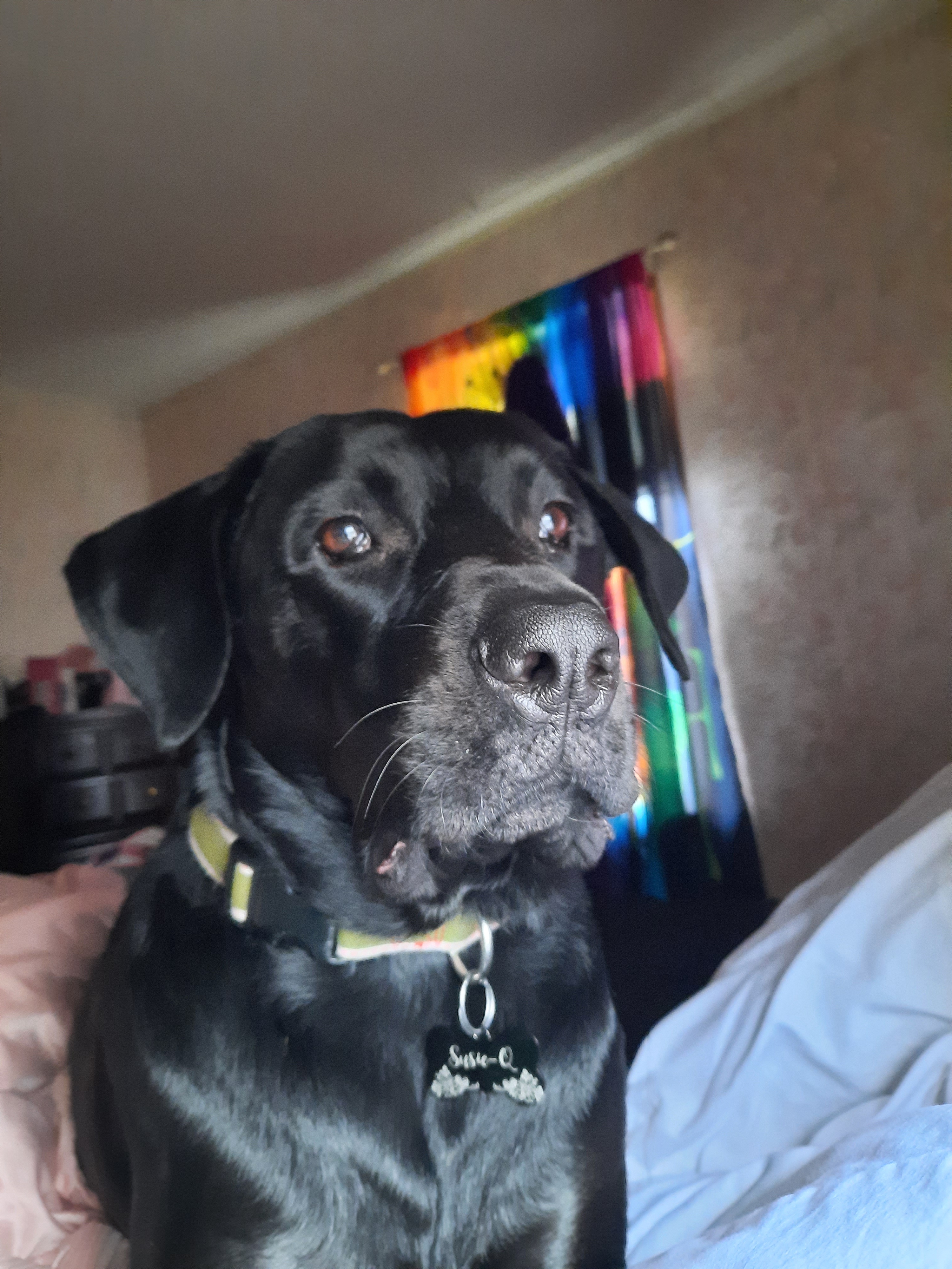 Valentine's Day Dinner Request: Featuring the World's Best Dog in Pictures