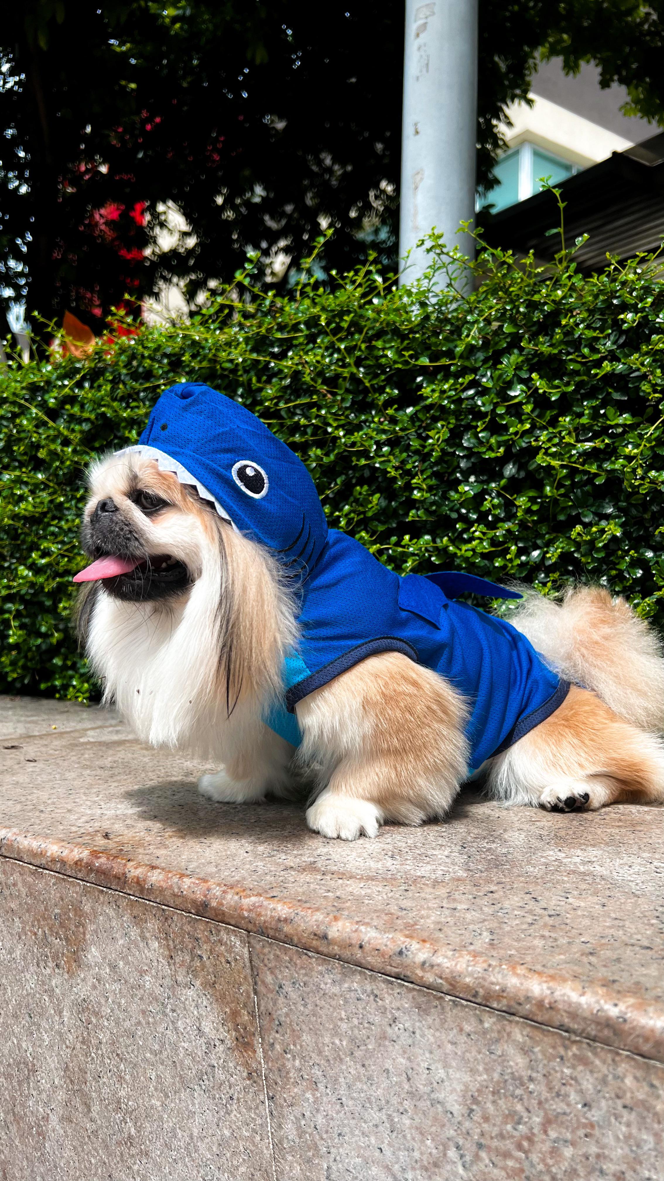 Trick or treat time is here!