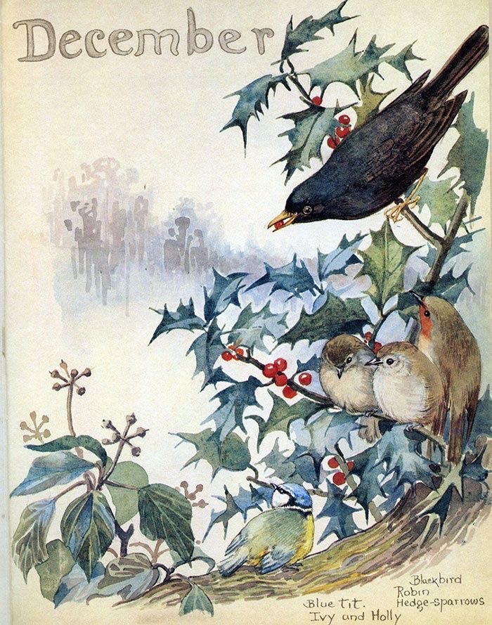 Celebrating December with a beautiful piece by Edith Holden