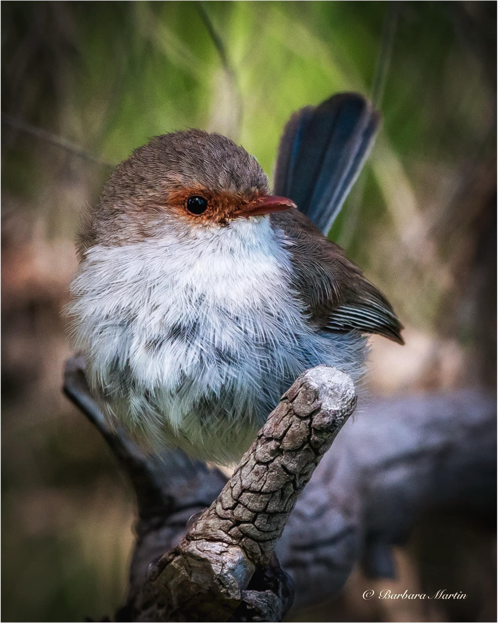 Meet Wren: The Feathered Wonder