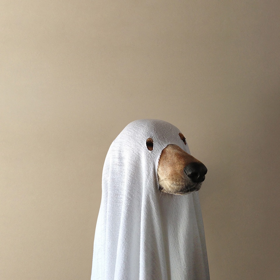 Oh no, a Ghost! What Now?