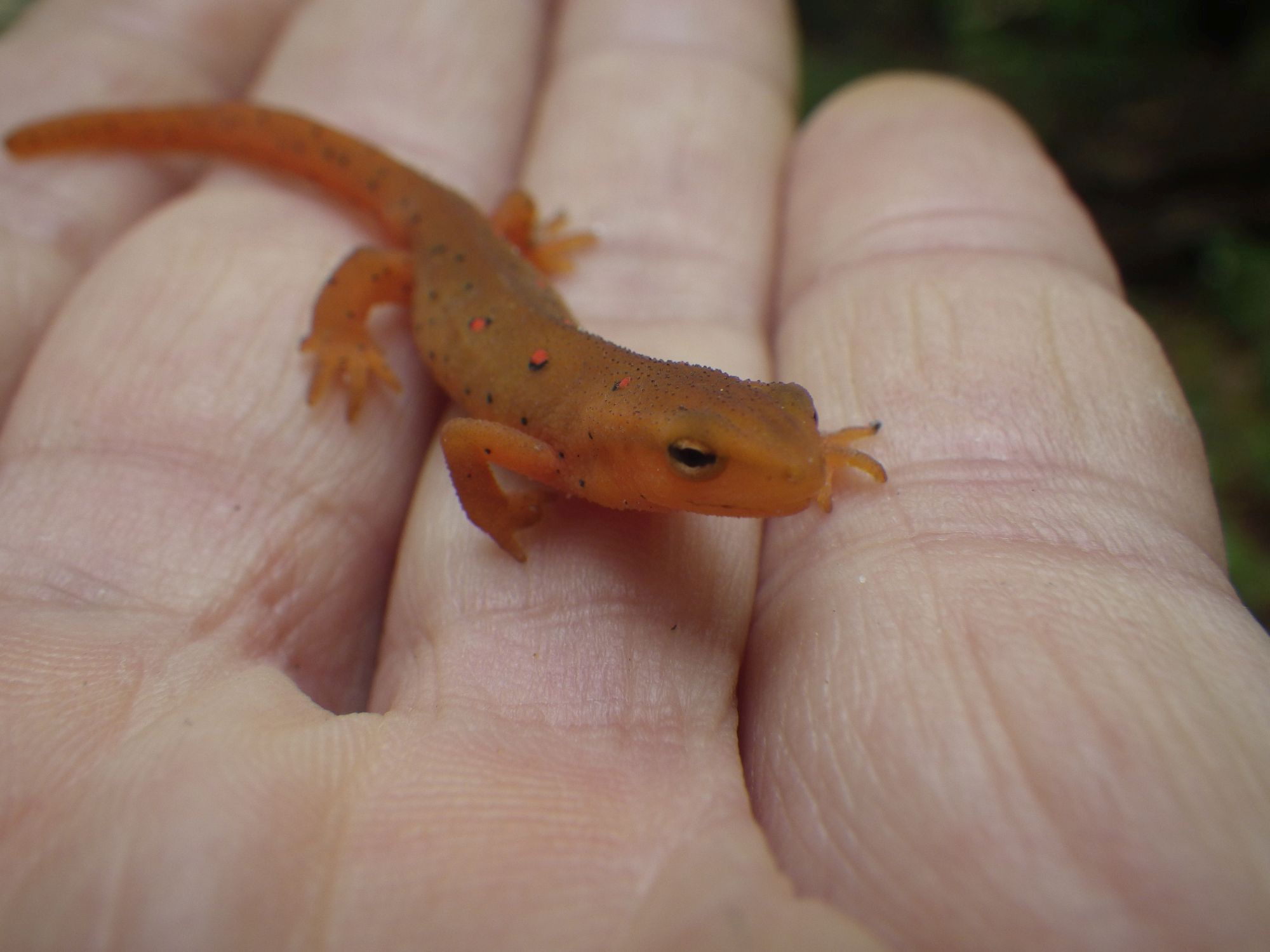 That Feeling When She Transforms You into a Baby Newt