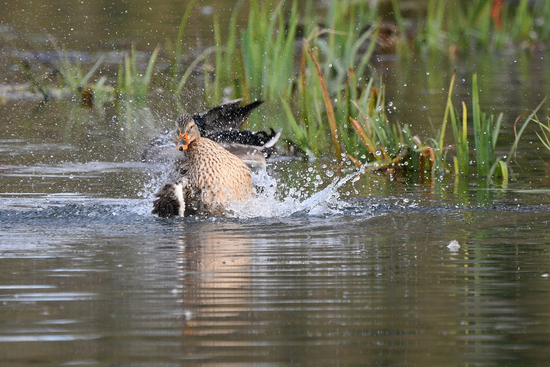 Splashing Around with Ducks in Vienne, France