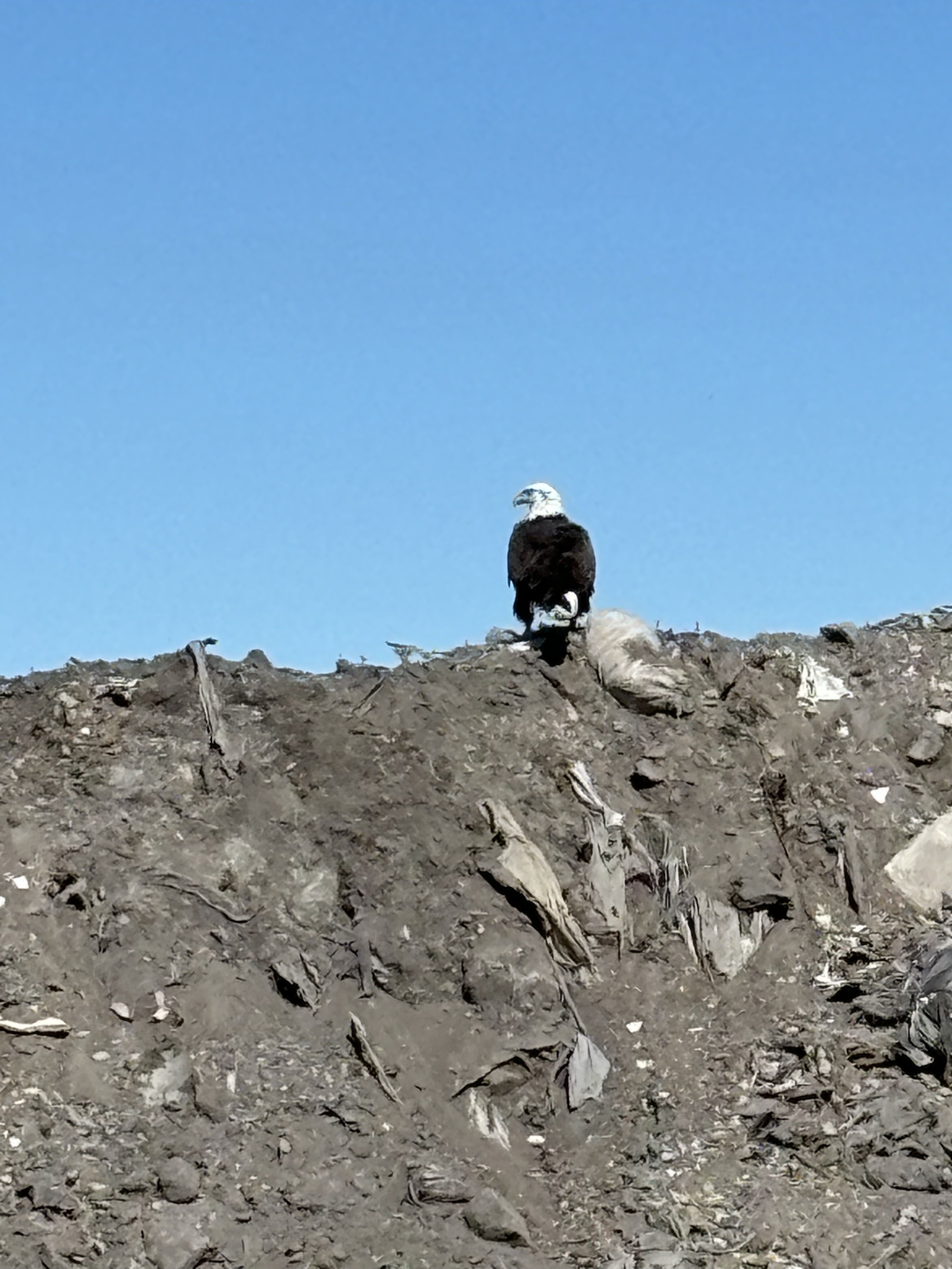The Freedom Bird: A Symbol of Liberation