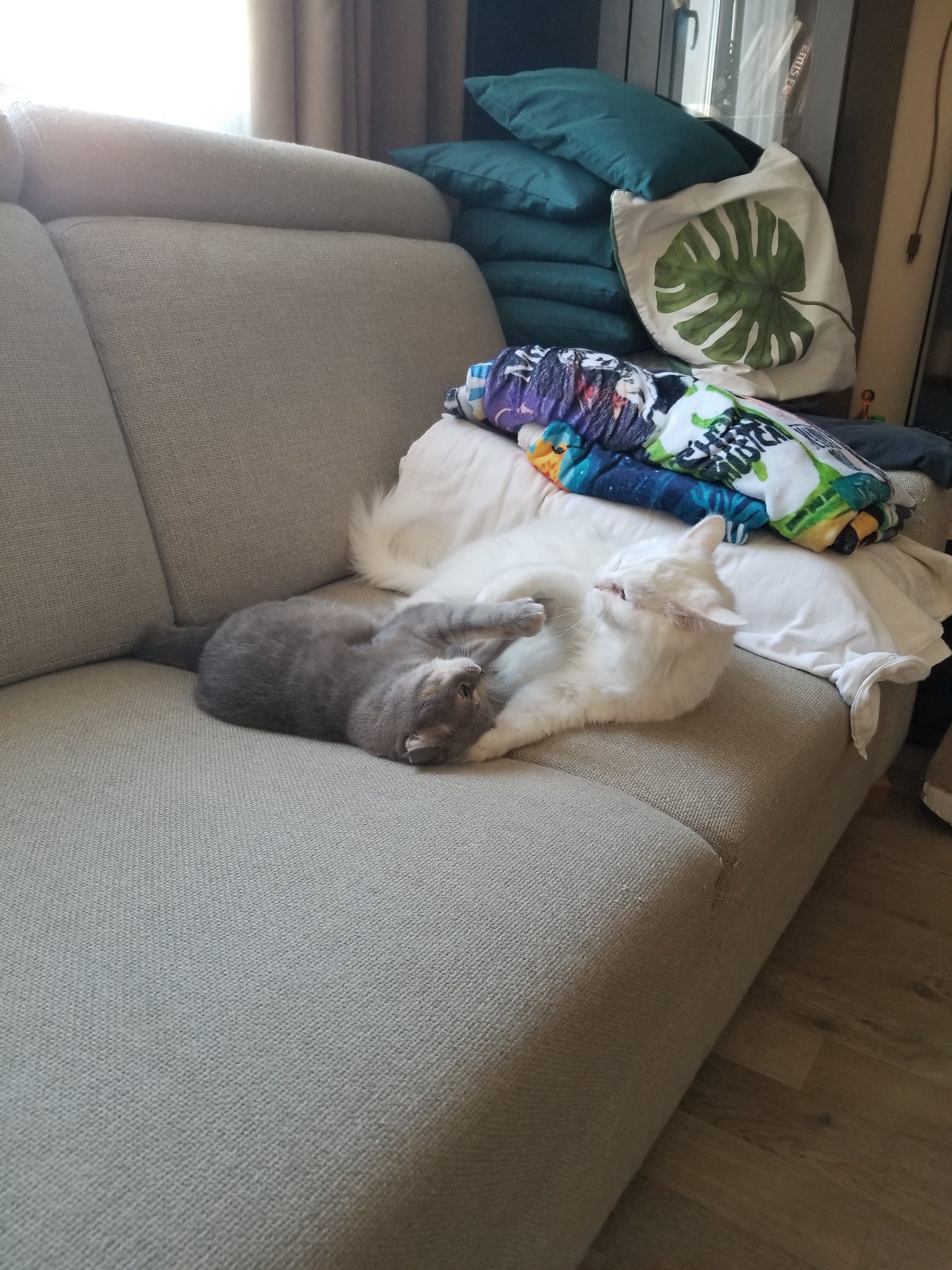A Hilarious Showdown: My Two Cats Battling for Sofa Supremacy