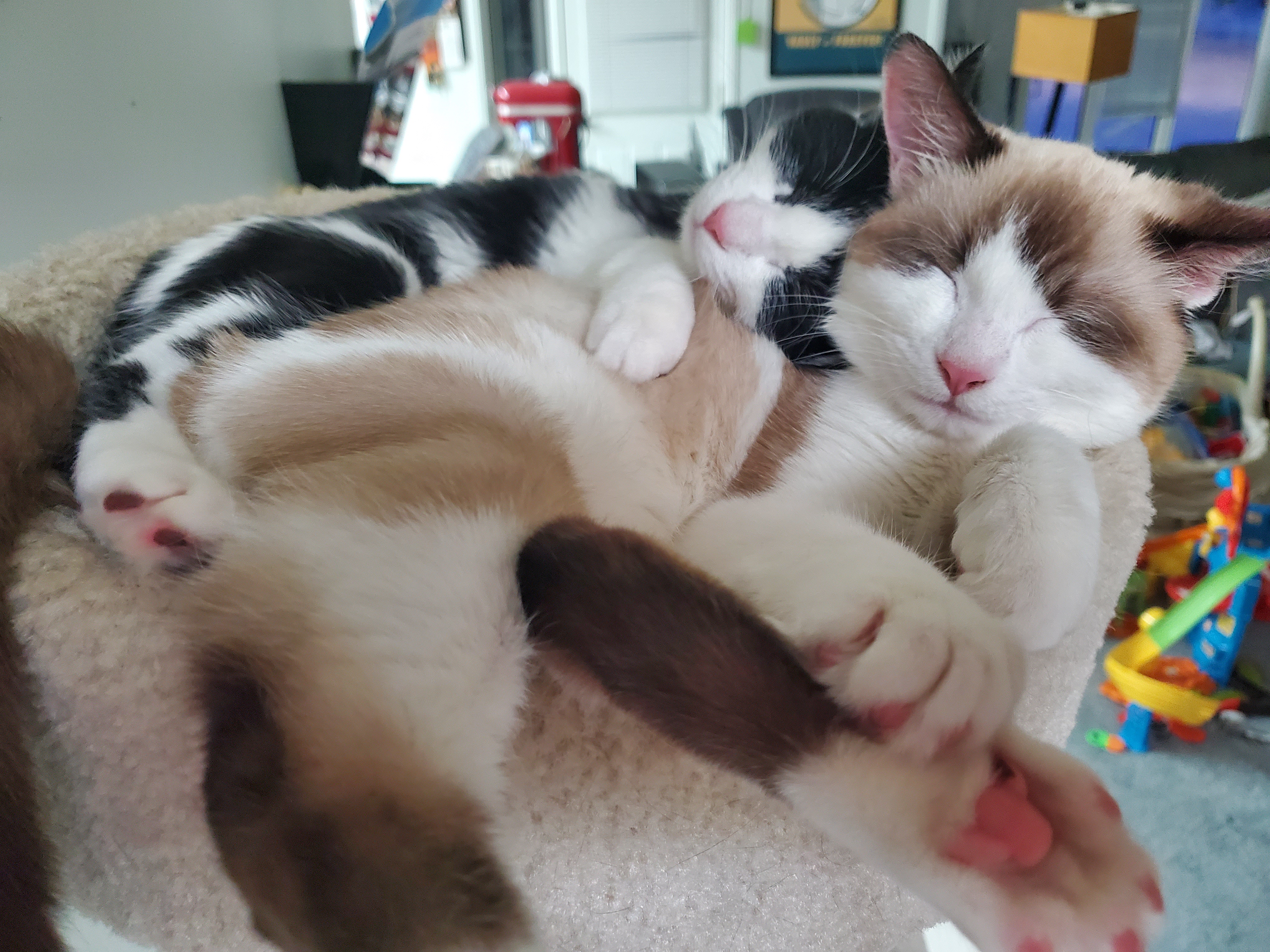 Marshmallow and Spider-Cat enjoying a cozy Caturday nap
