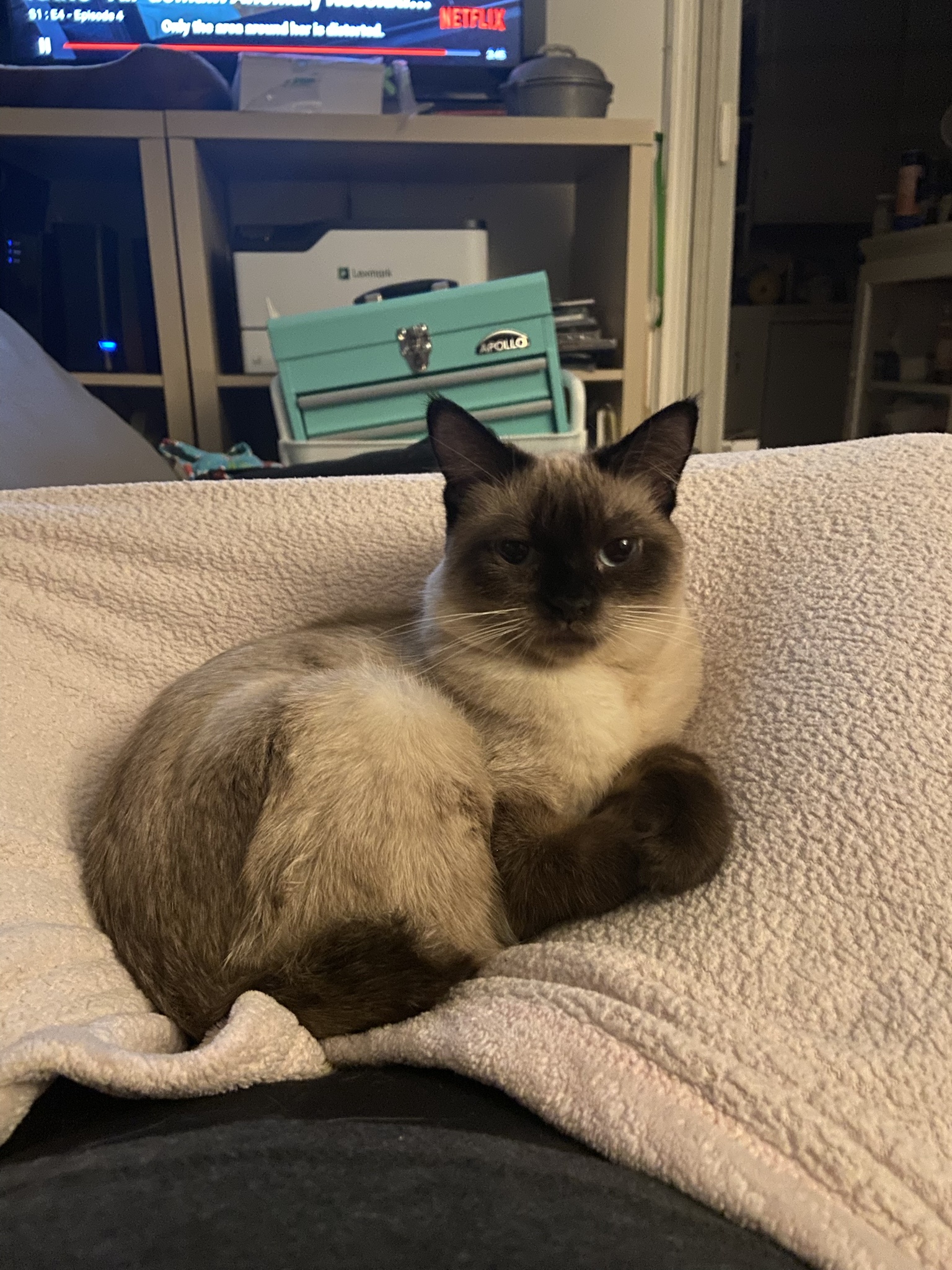 Cedar's Command: Stay Put, Human Cat Bed!