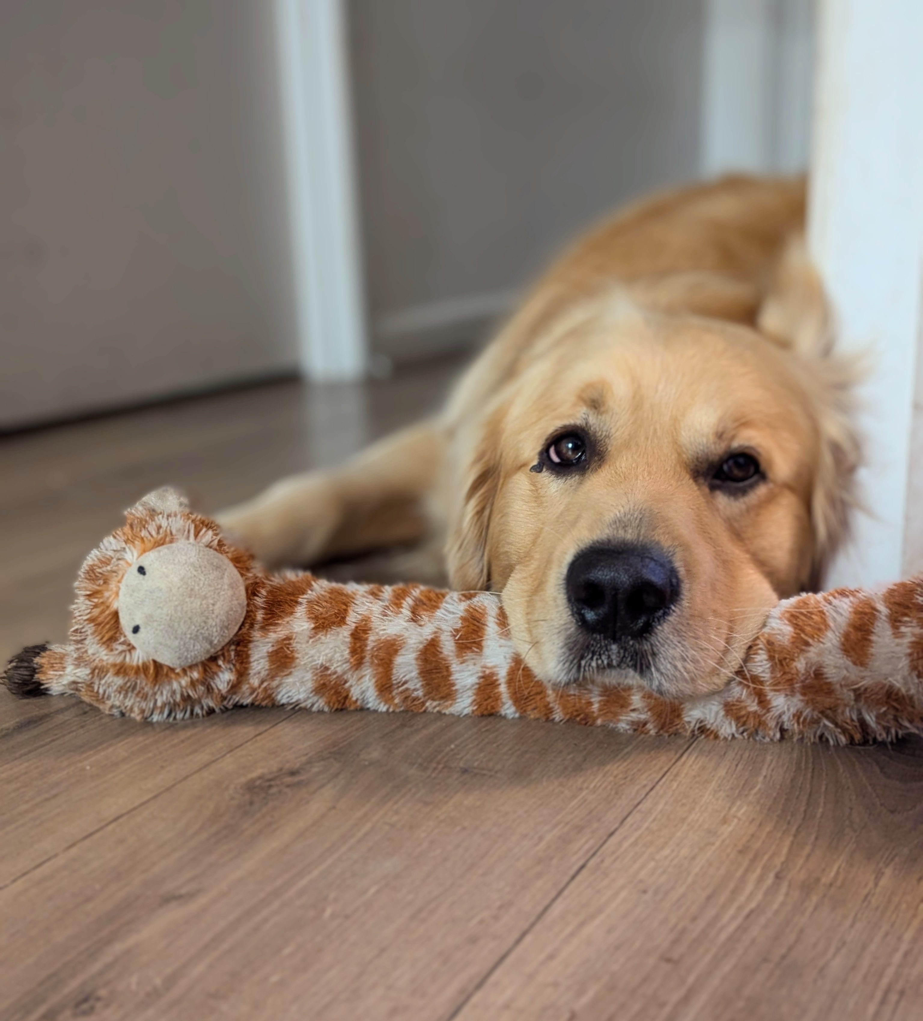 Exhausted Yet Adorable: The Goodest Boy