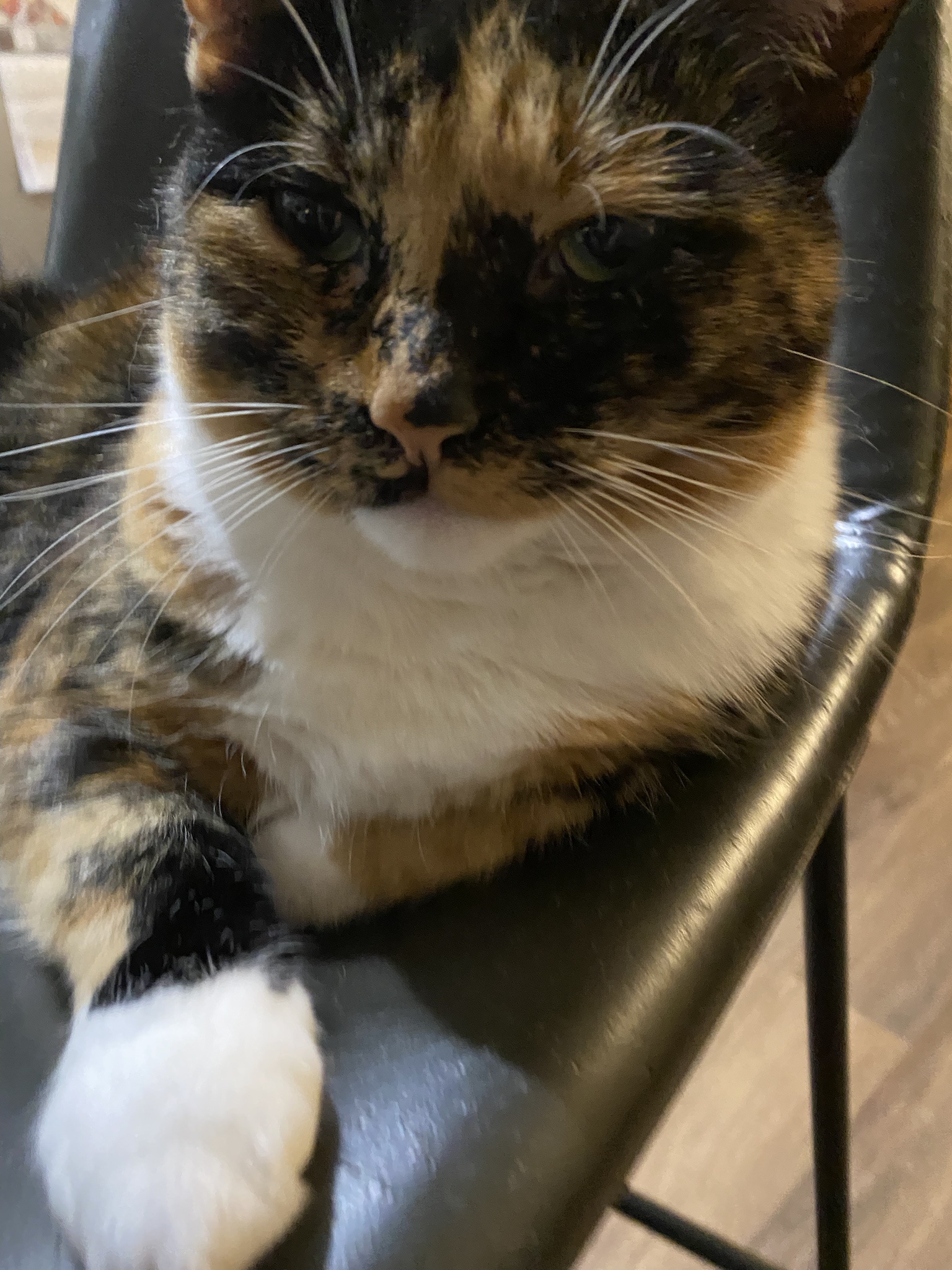 Crumble’s Daily Dose of Cuteness!