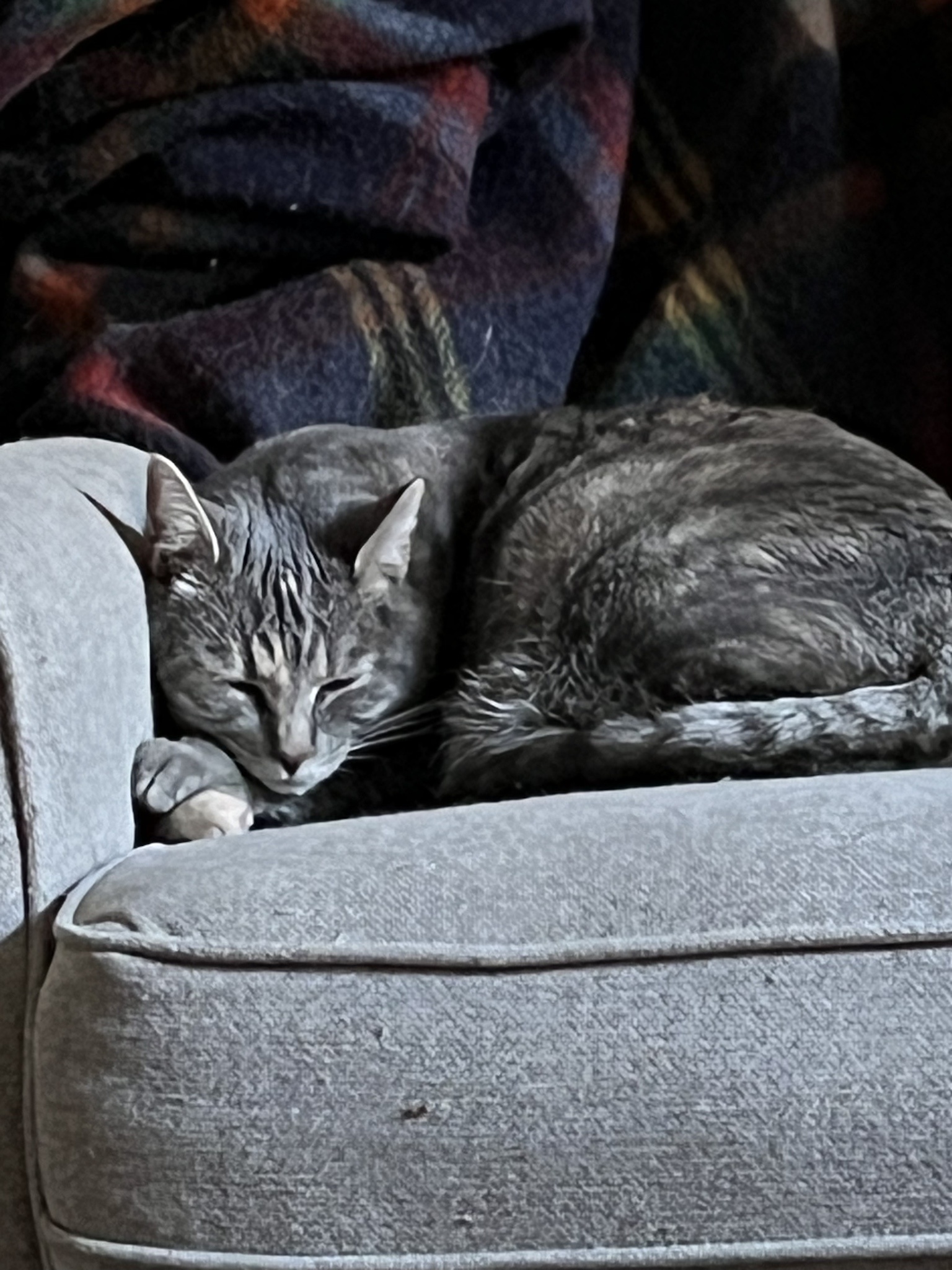 Twenty cats today to assist with all your needs!