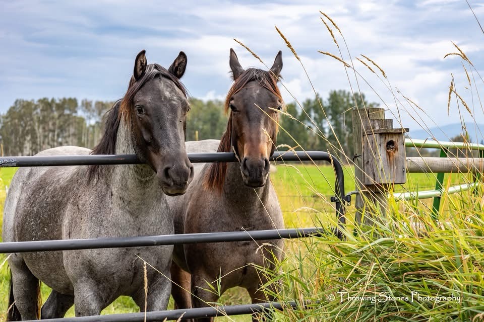 Majestic Horses: A Glimpse into Their World