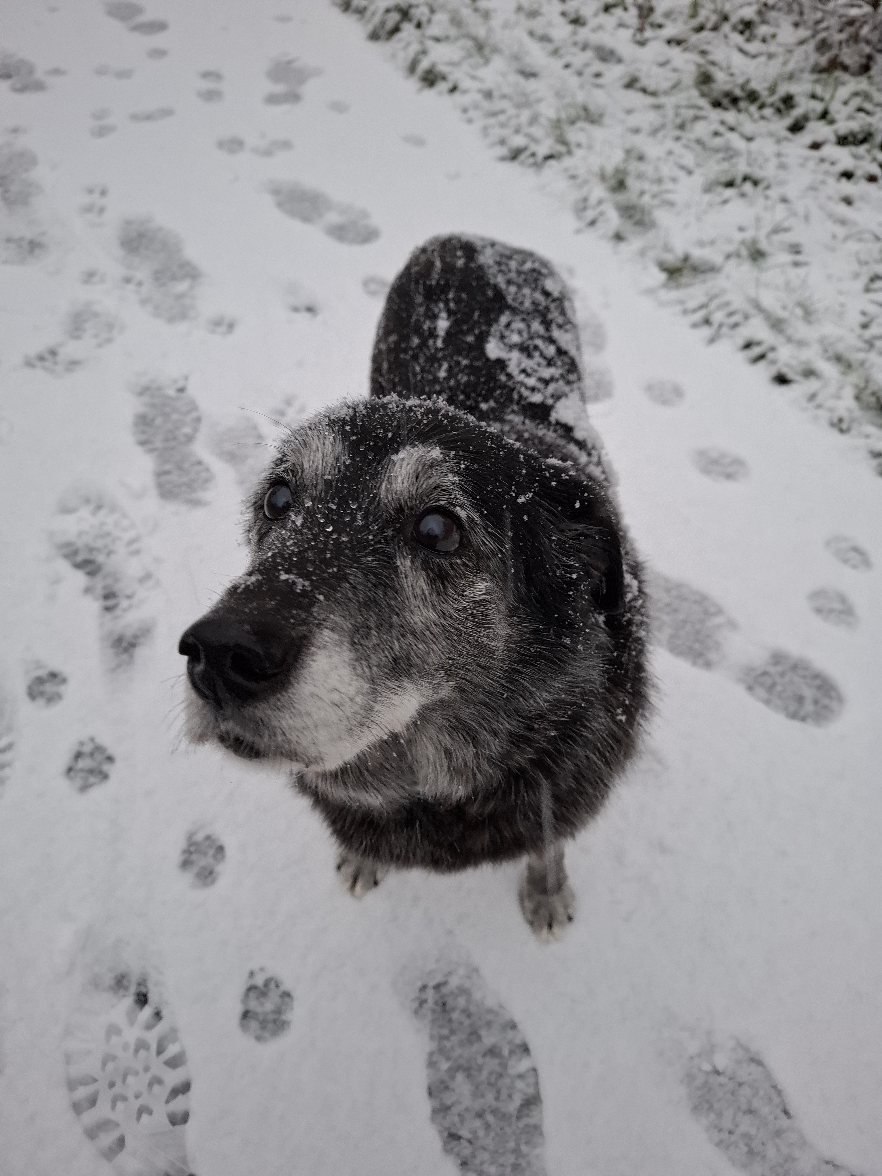 Ol Fluffy-sof Enjoying the Snowy Wonderland