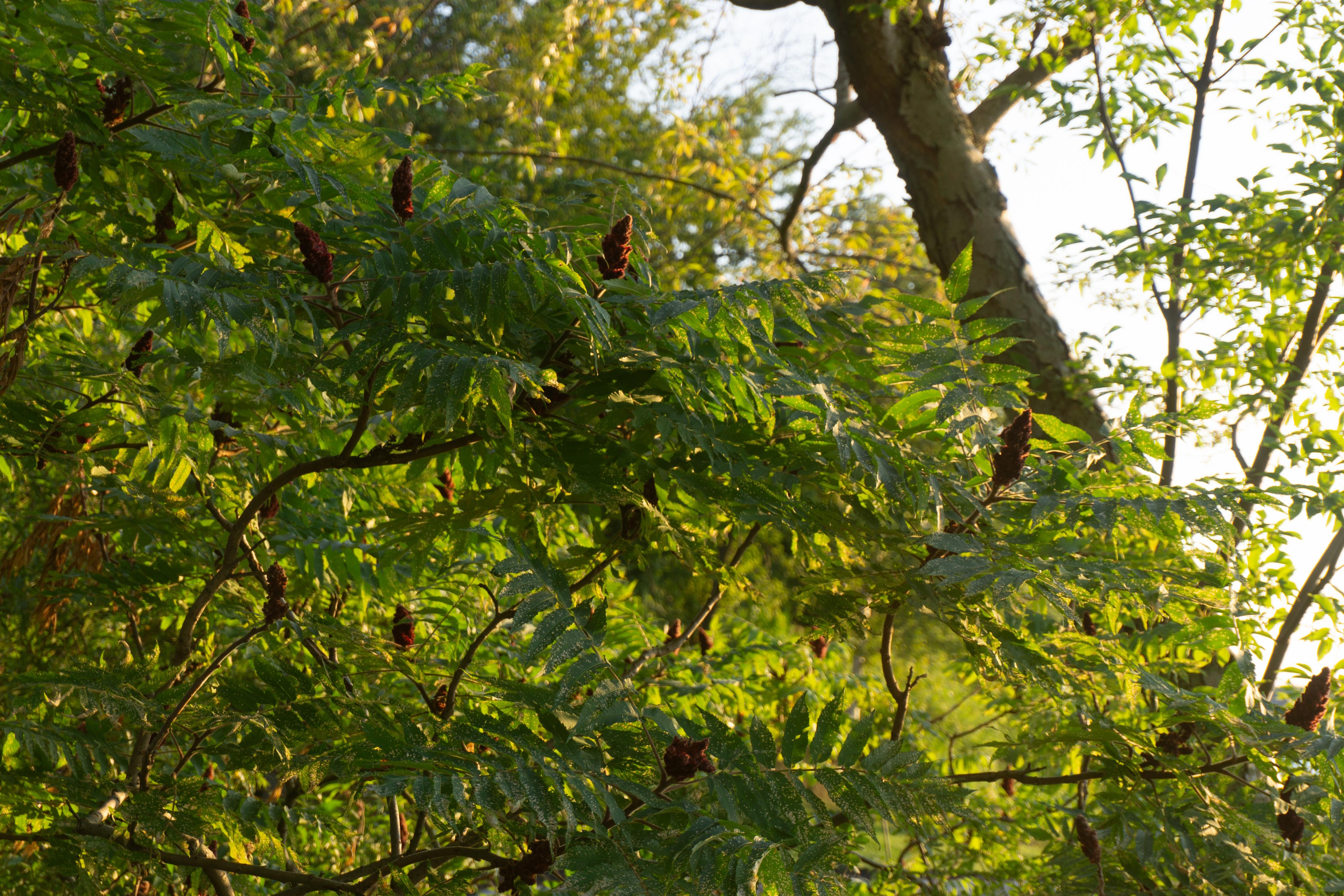 Just Some Beautiful Leaves: Aren't They Cool?