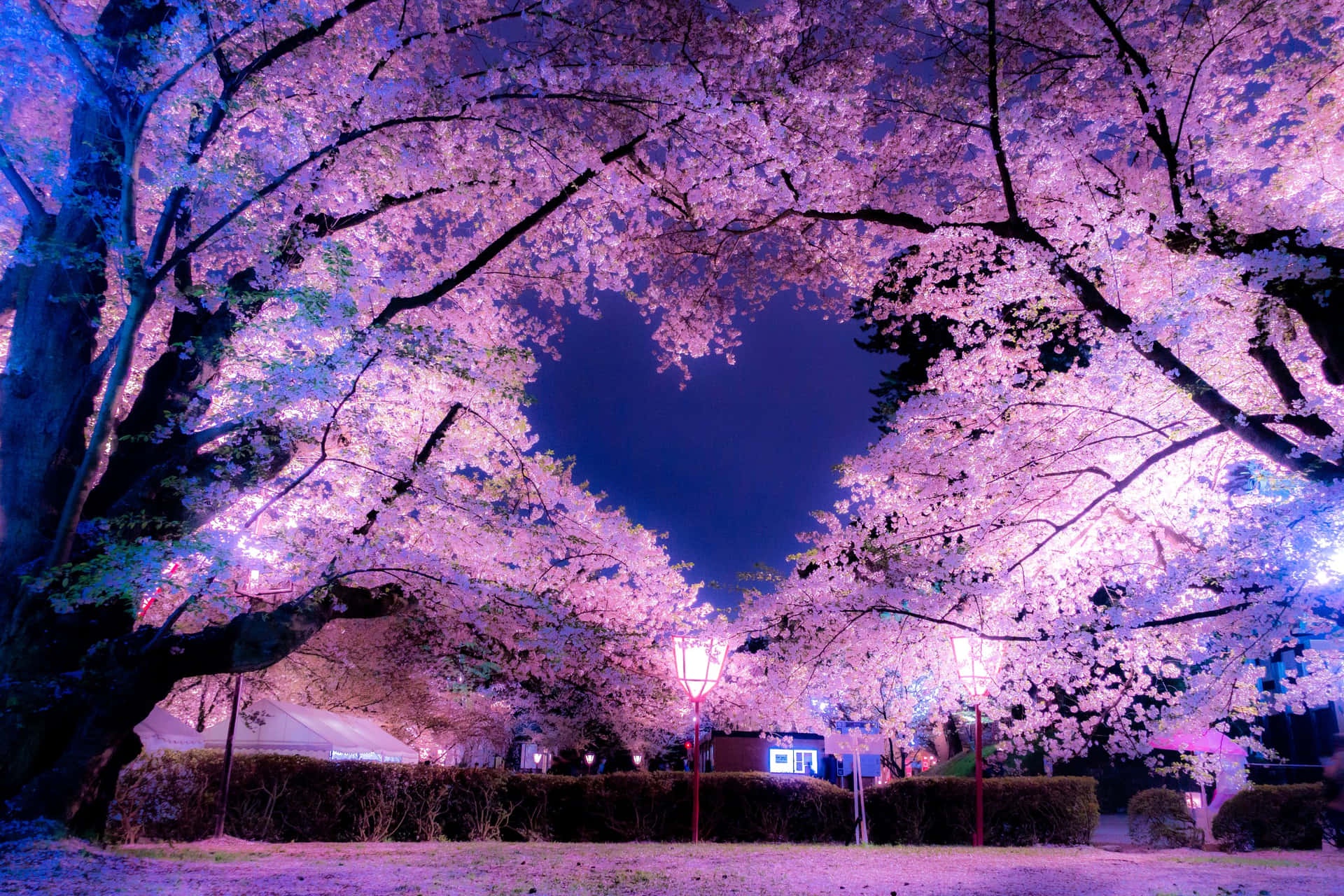 The Beauty of Sakura Blooms