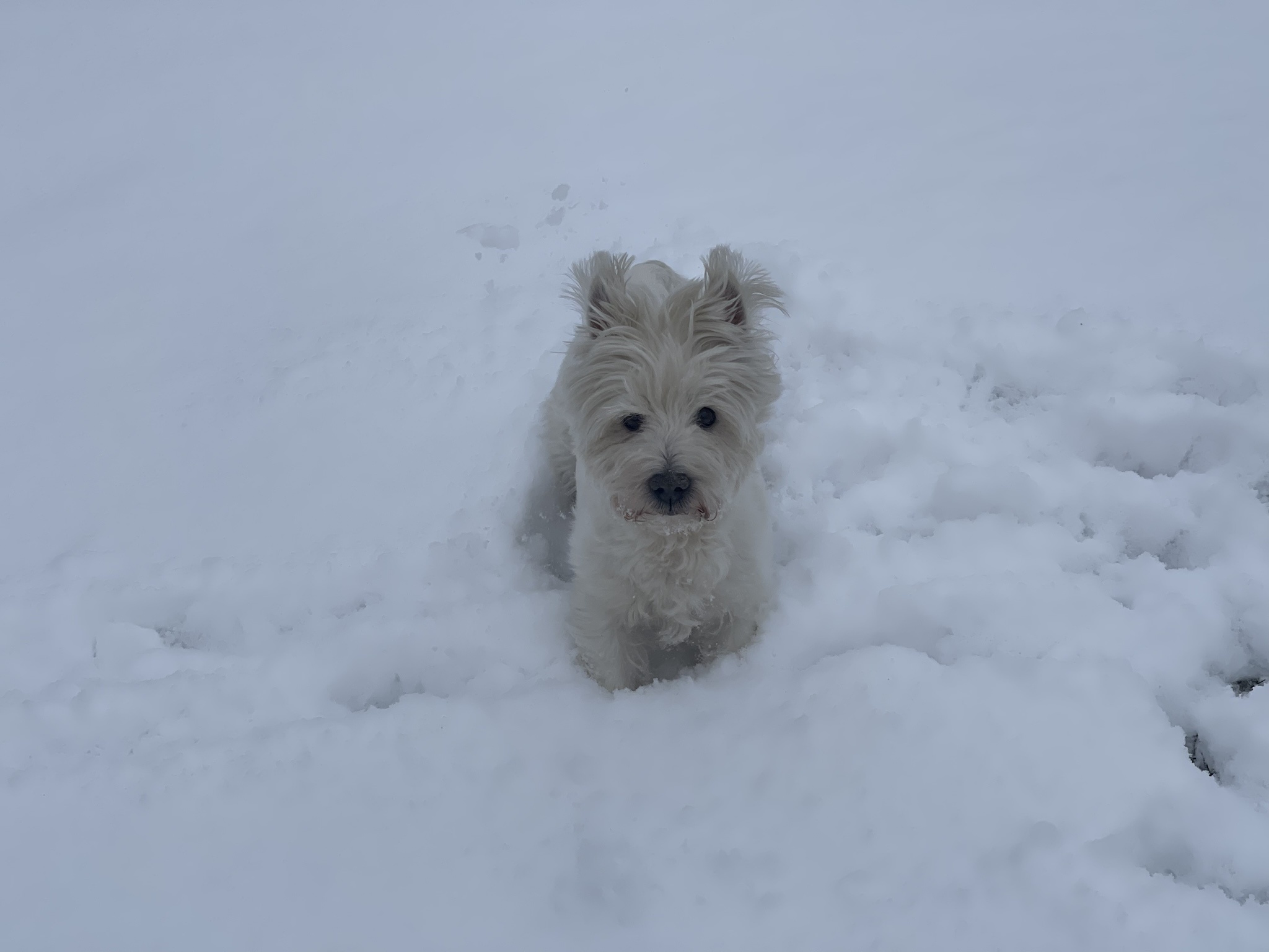 Adorable Snow Dogs in Action