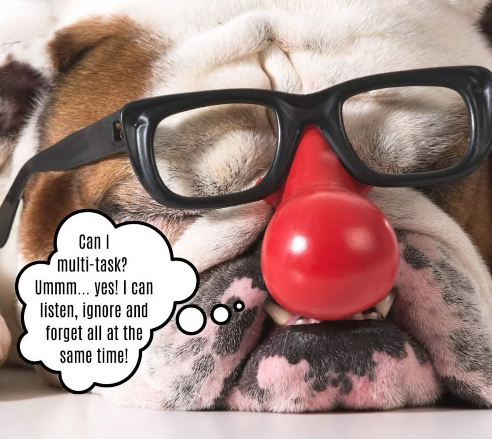 Meme Dump 556: All Things Beagle!