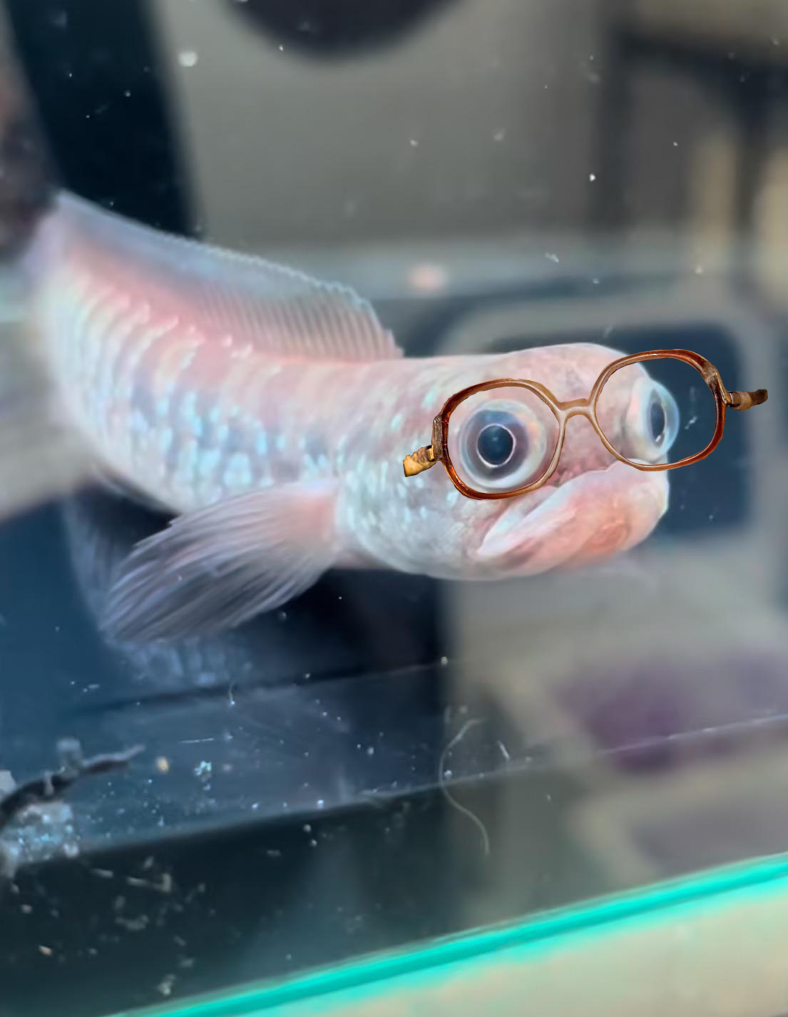 Meet Bubbles, the Adorable Fish