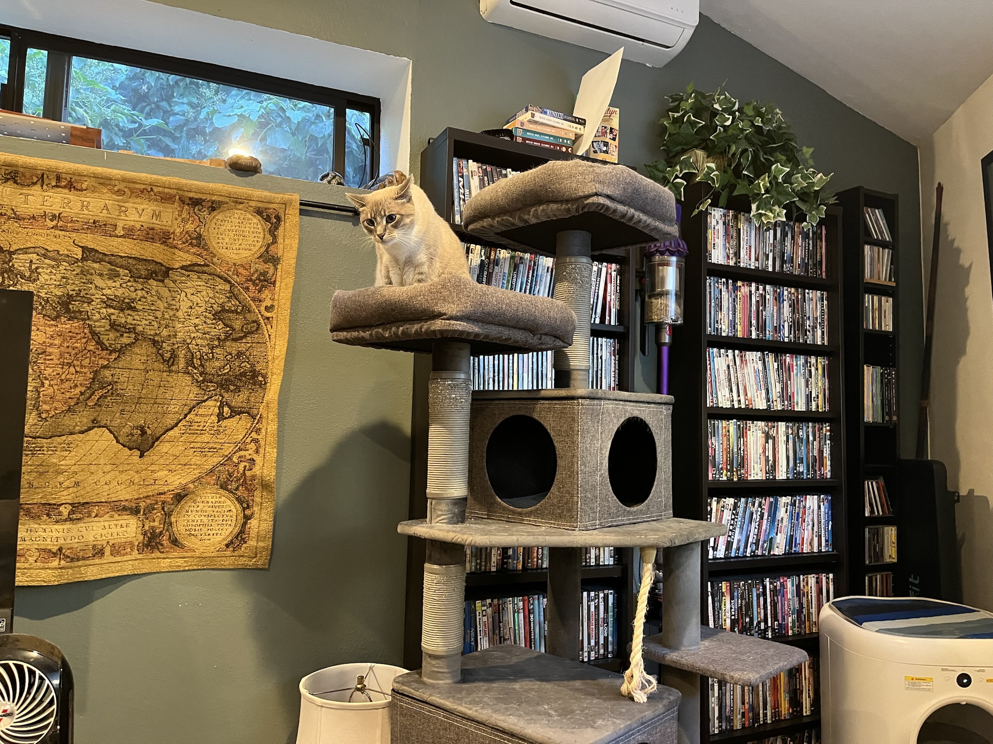 Daily dose of cuteness: Ivy the cat, Day 345