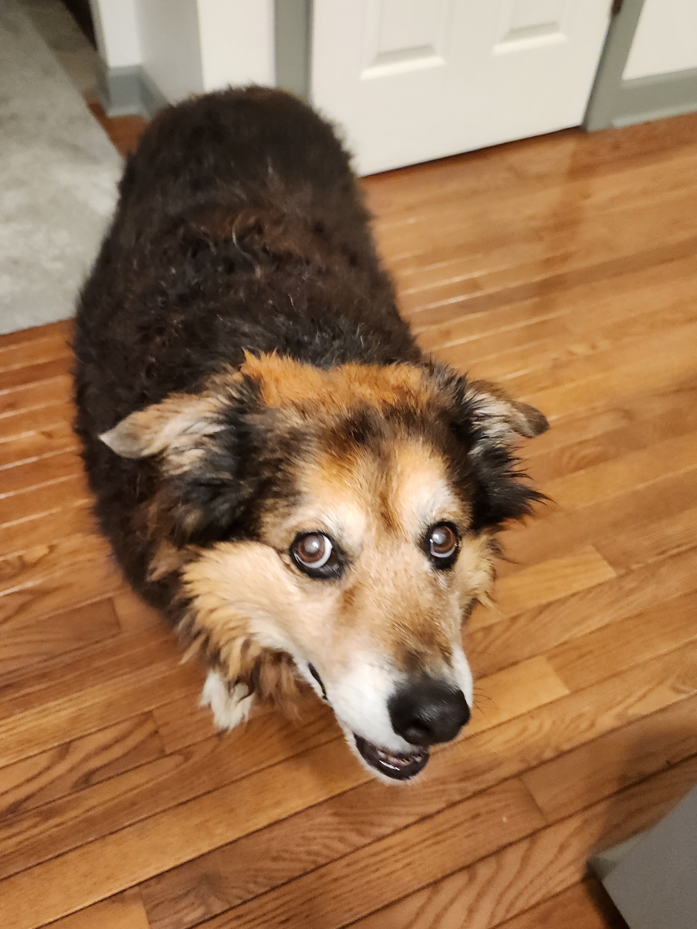 Peanut the Dog's Daily Adventures - Day 1554