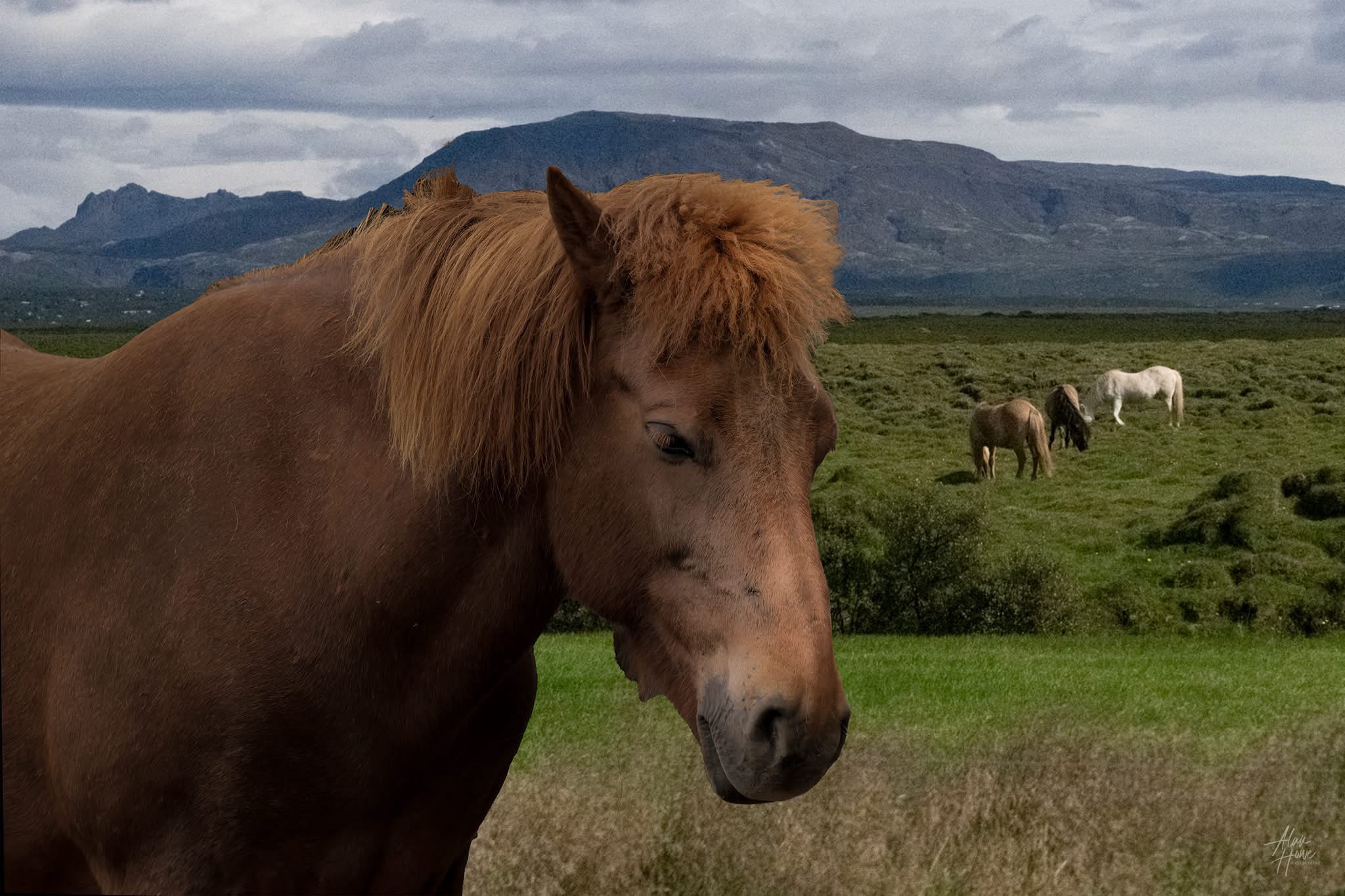 Majestic Icelandic Horse in All Its Glory