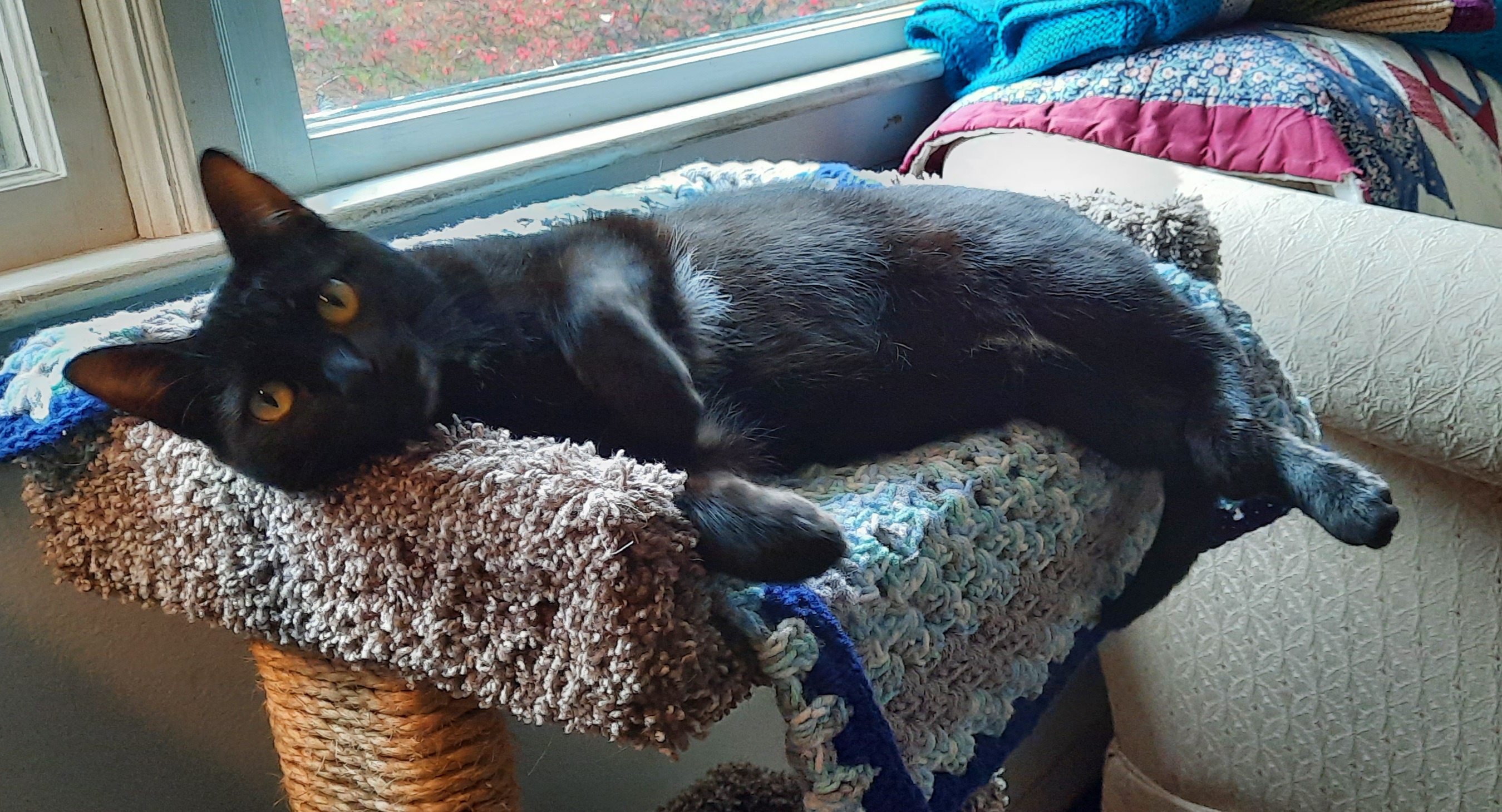 Celebrating Caterday with Joy!