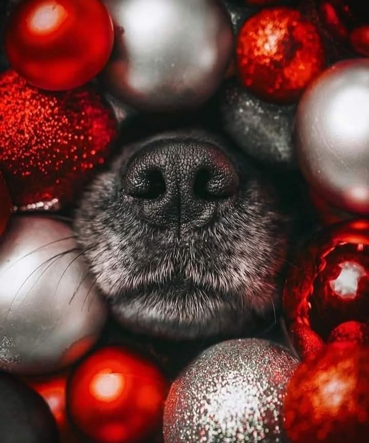 A playful boop to brighten your day!