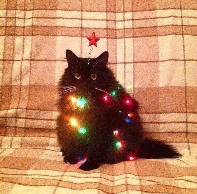 The Adorable Christmas Cat Everyone Needs to See