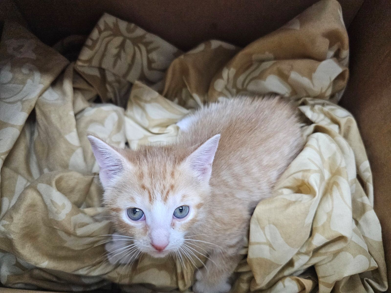 Excited to welcome another adorable foster kitten!