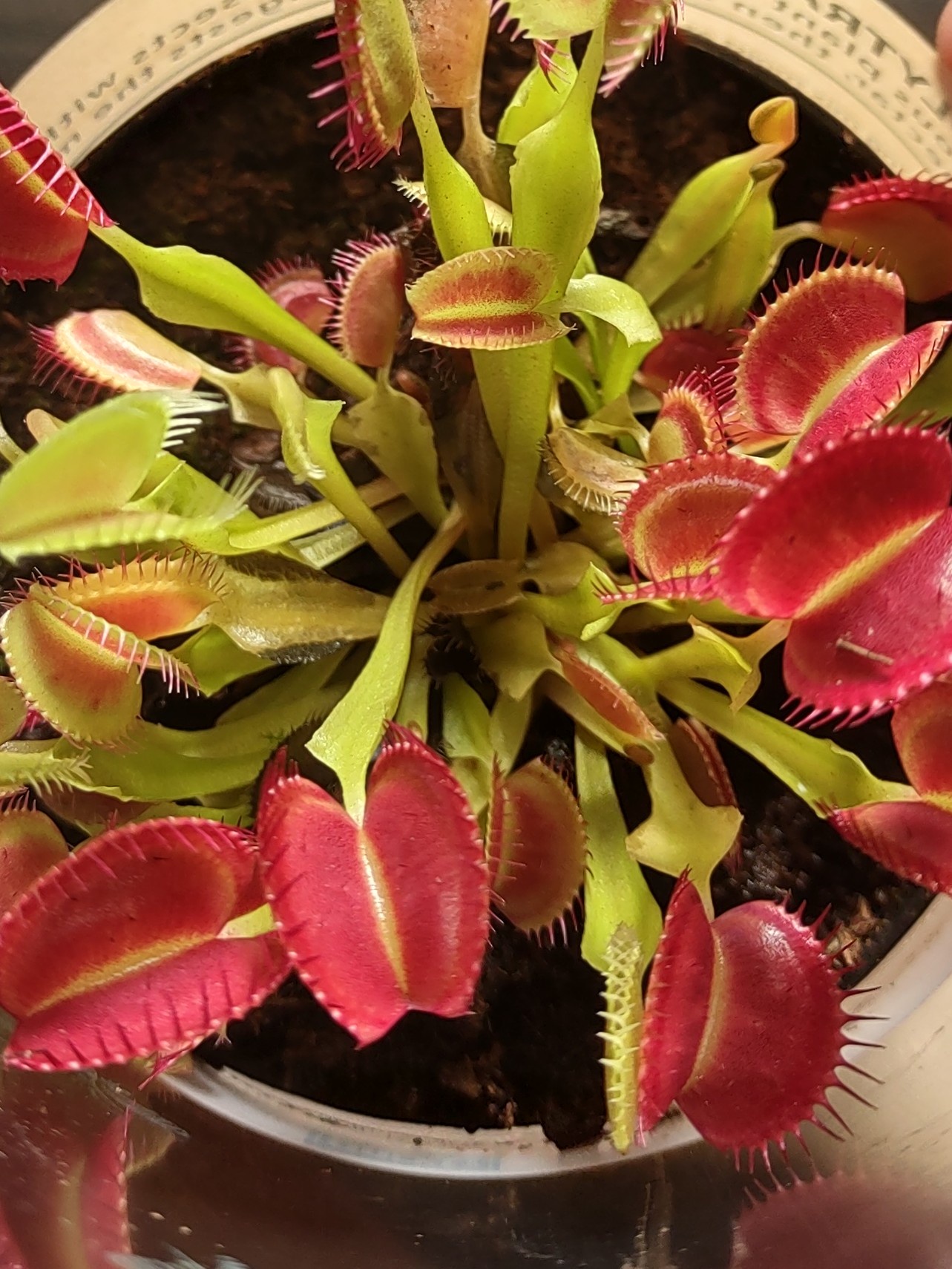 Unexpected Call-In: No Work Today, So Here’s a Venus Flytrap!