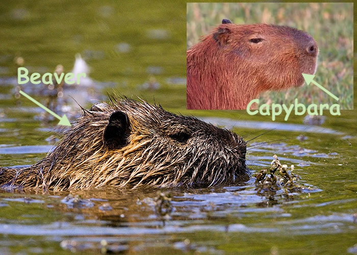 Beaver vs. Capybara: A Closer Look at Their Unique Features