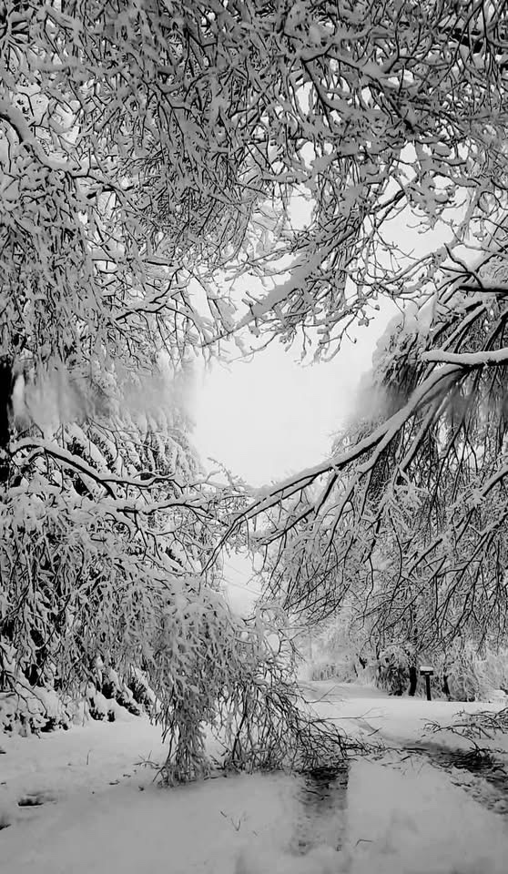 Embracing the Beauty of Snow