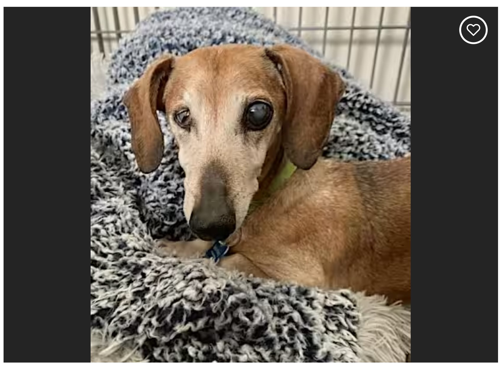 Kingsley is in need of a Christmas miracle - Greensboro, NC