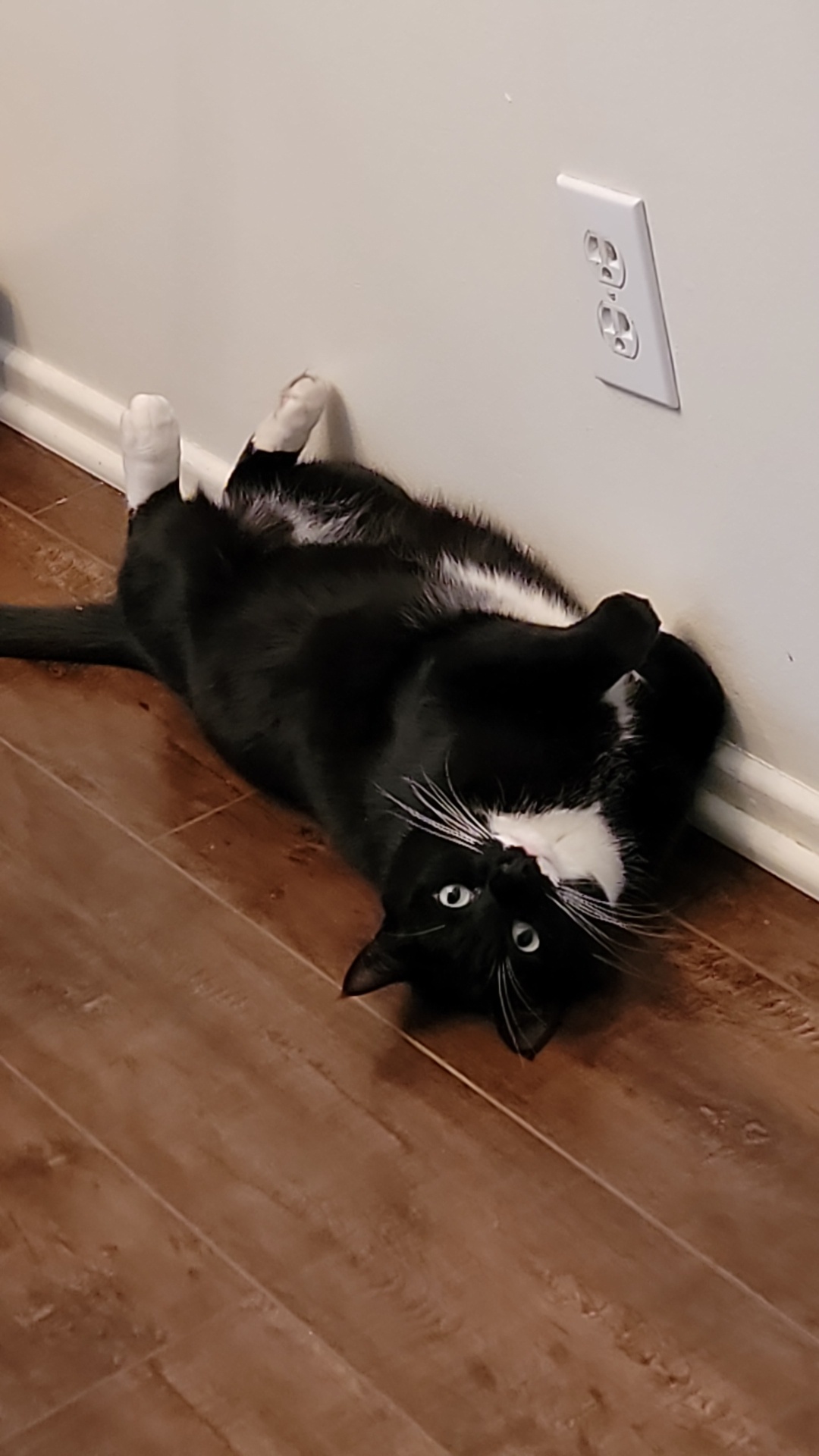 Are You a Fan of Adorable Kitties?