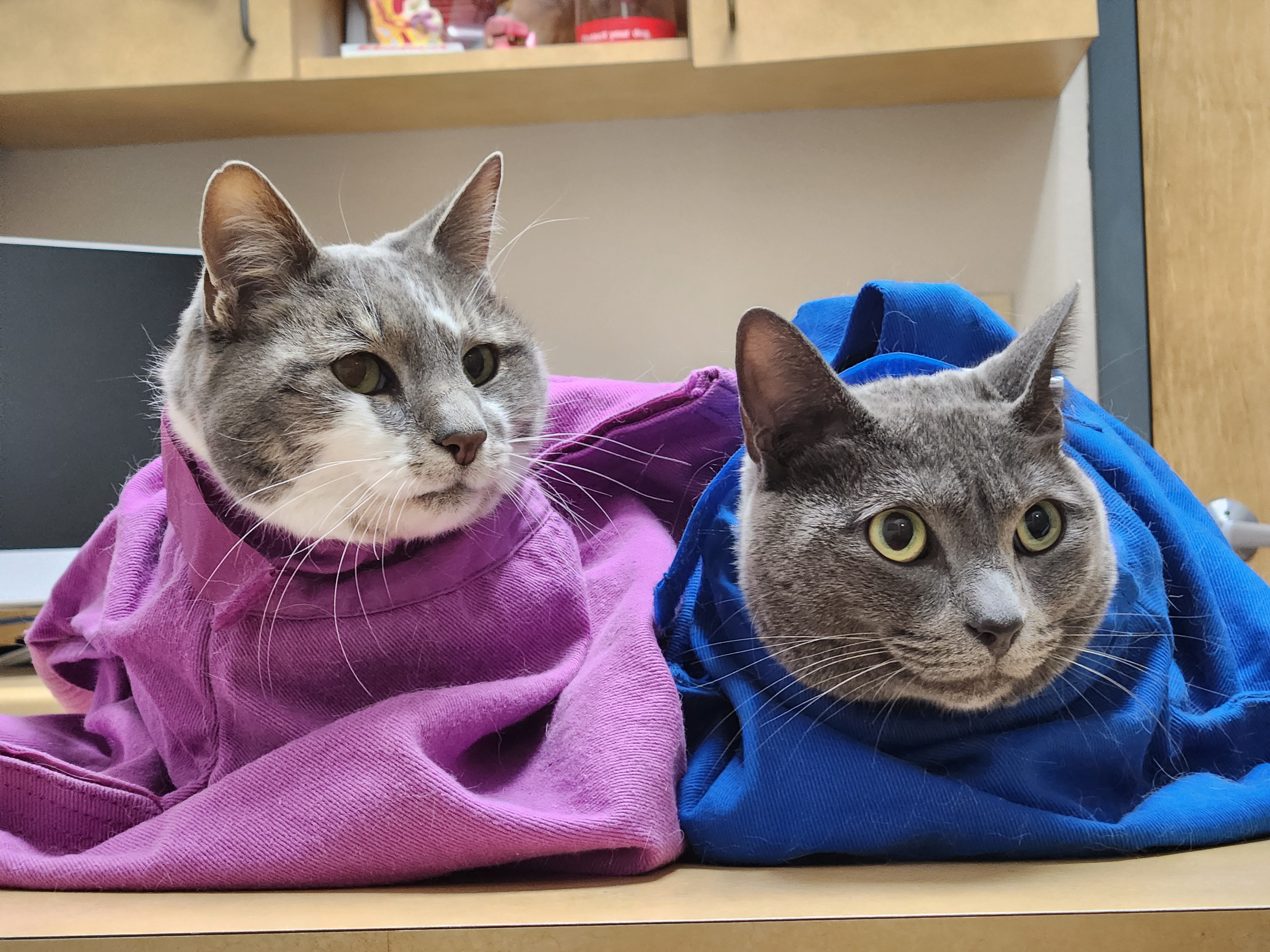 Chloey and Loki: The Adventures of Cats in Their Cozy Bags