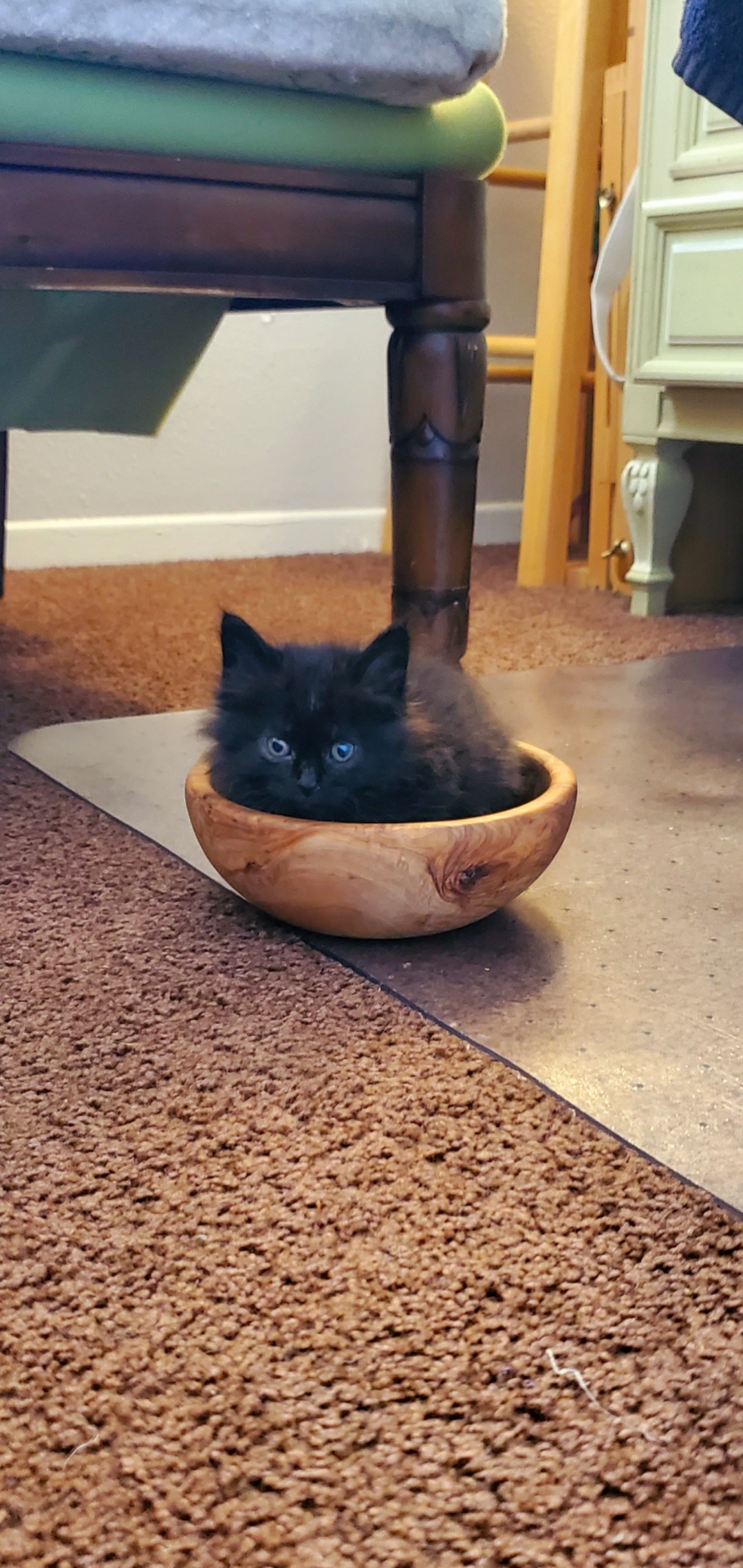 Exciting update on Goose, the adorable Halloween kitten!